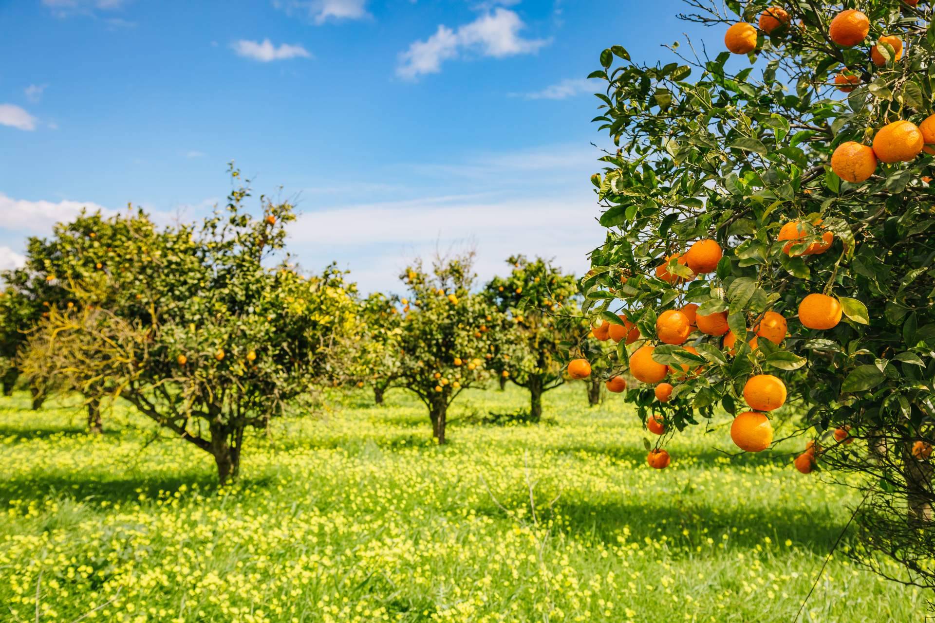 Finca El Carraixet, la tienda online para comprar naranjas de mesa al mejor precio