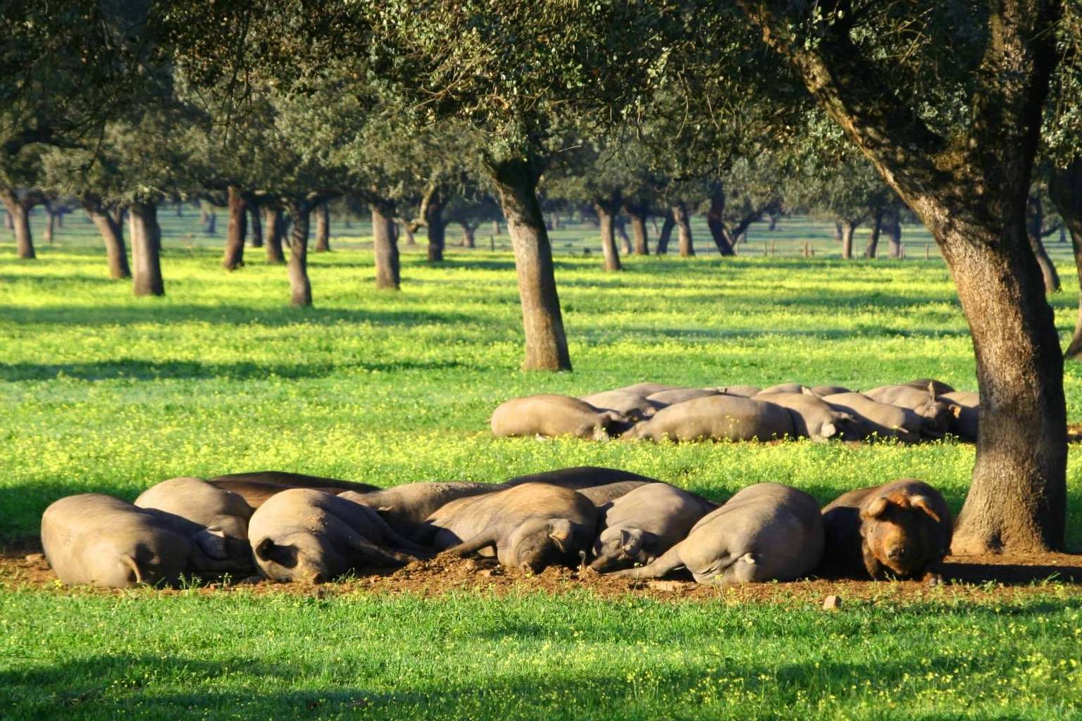 País de Quercus, un gran ejemplo de ganadería sostenible