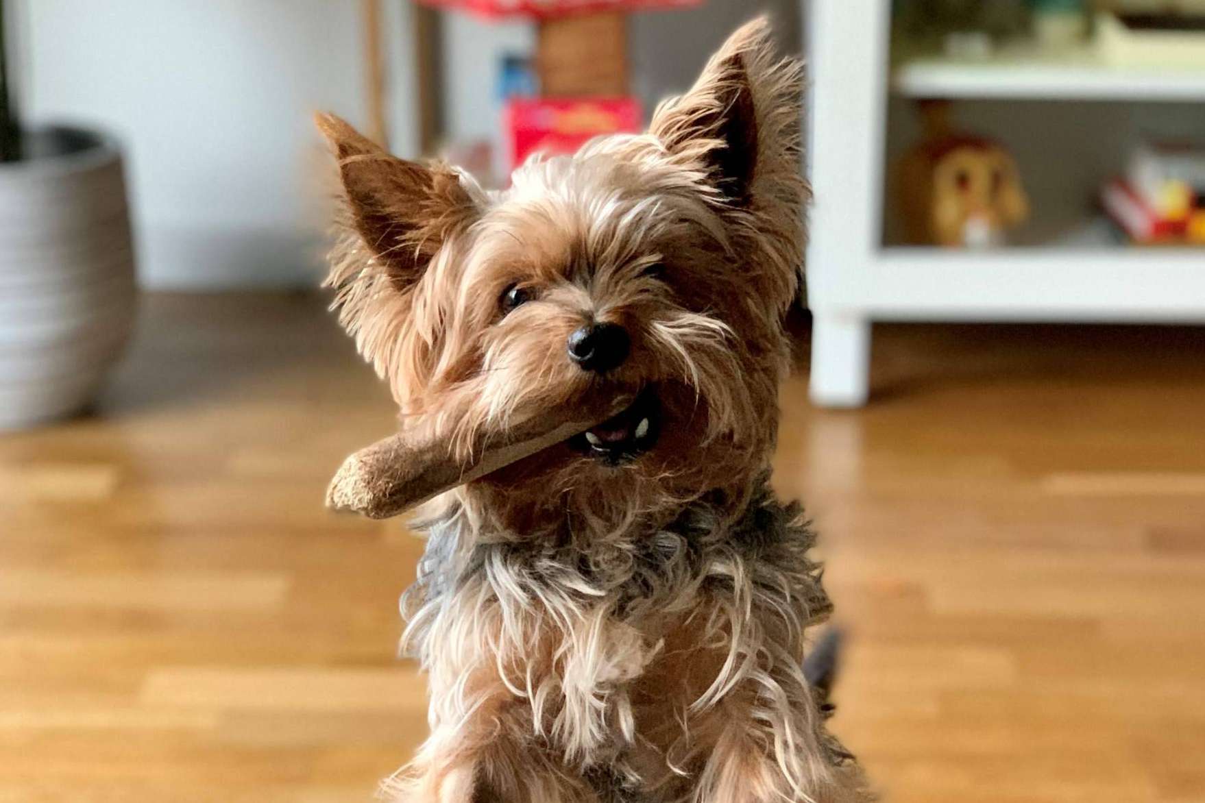 ¿Por qué optar por los snacks saludables para perros?, por CRU