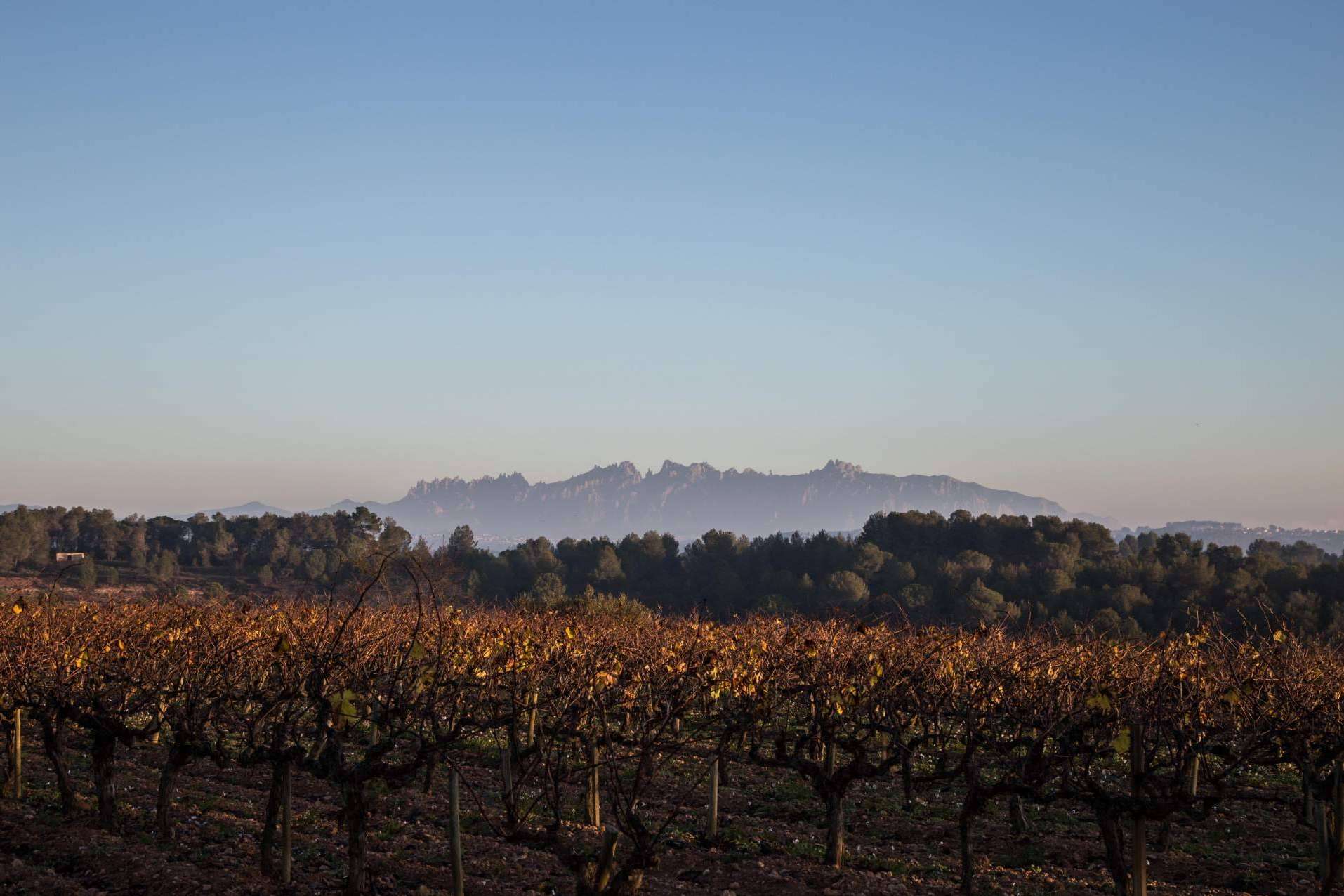 Vinos y cavas, beberse la naturaleza