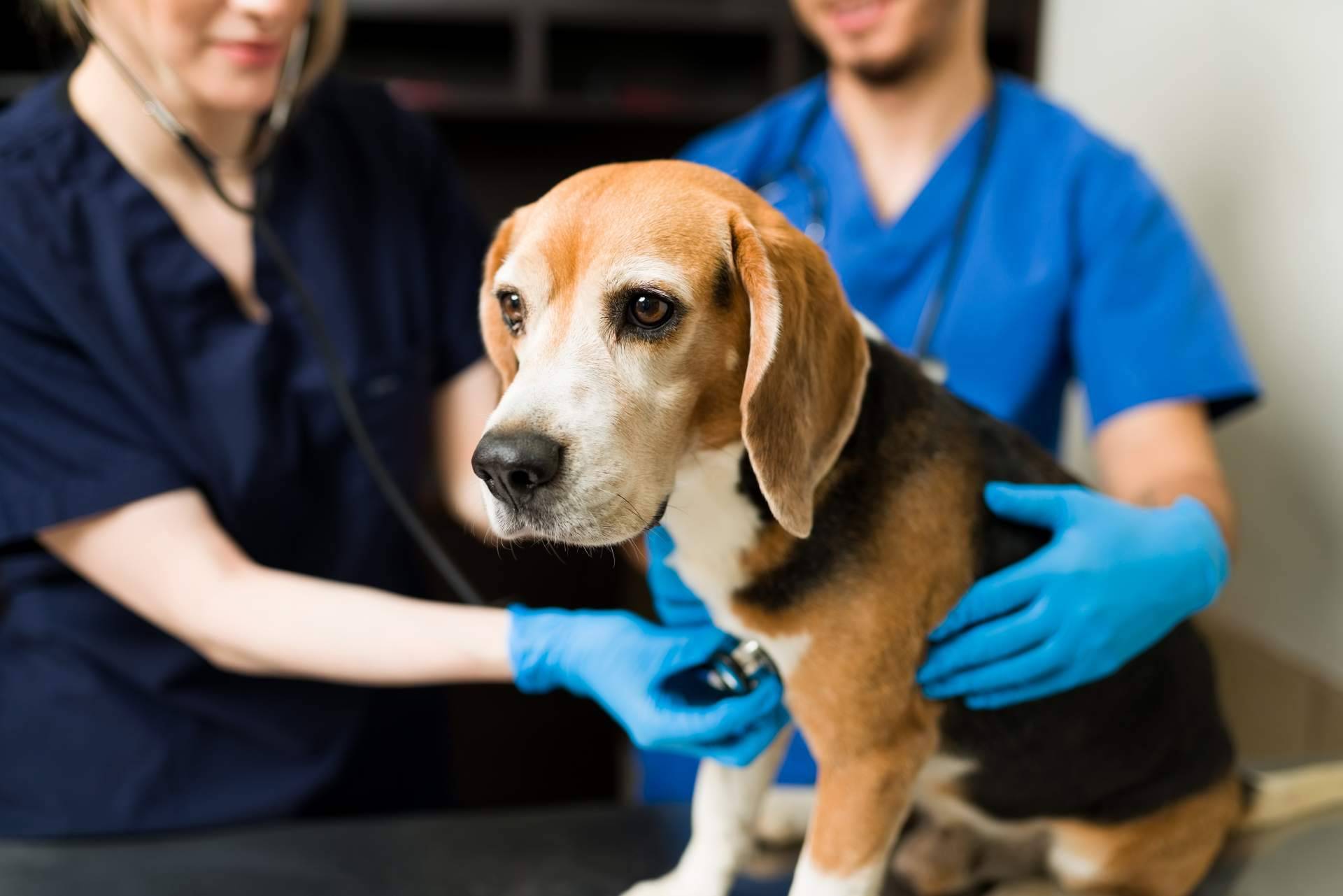 ¿Por qué es importante contratar un seguro veterinario?