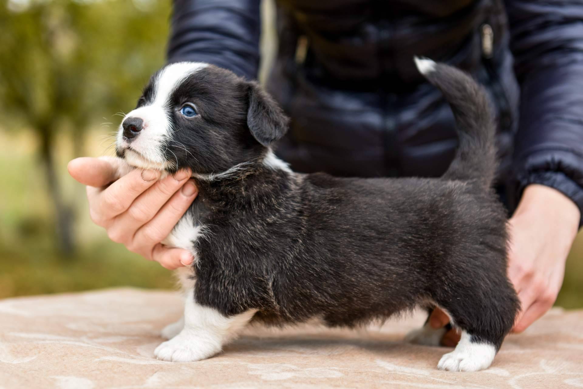 Cachorros Del Valle, el criadero profesional que garantiza el máximo cuidado de sus mascotas