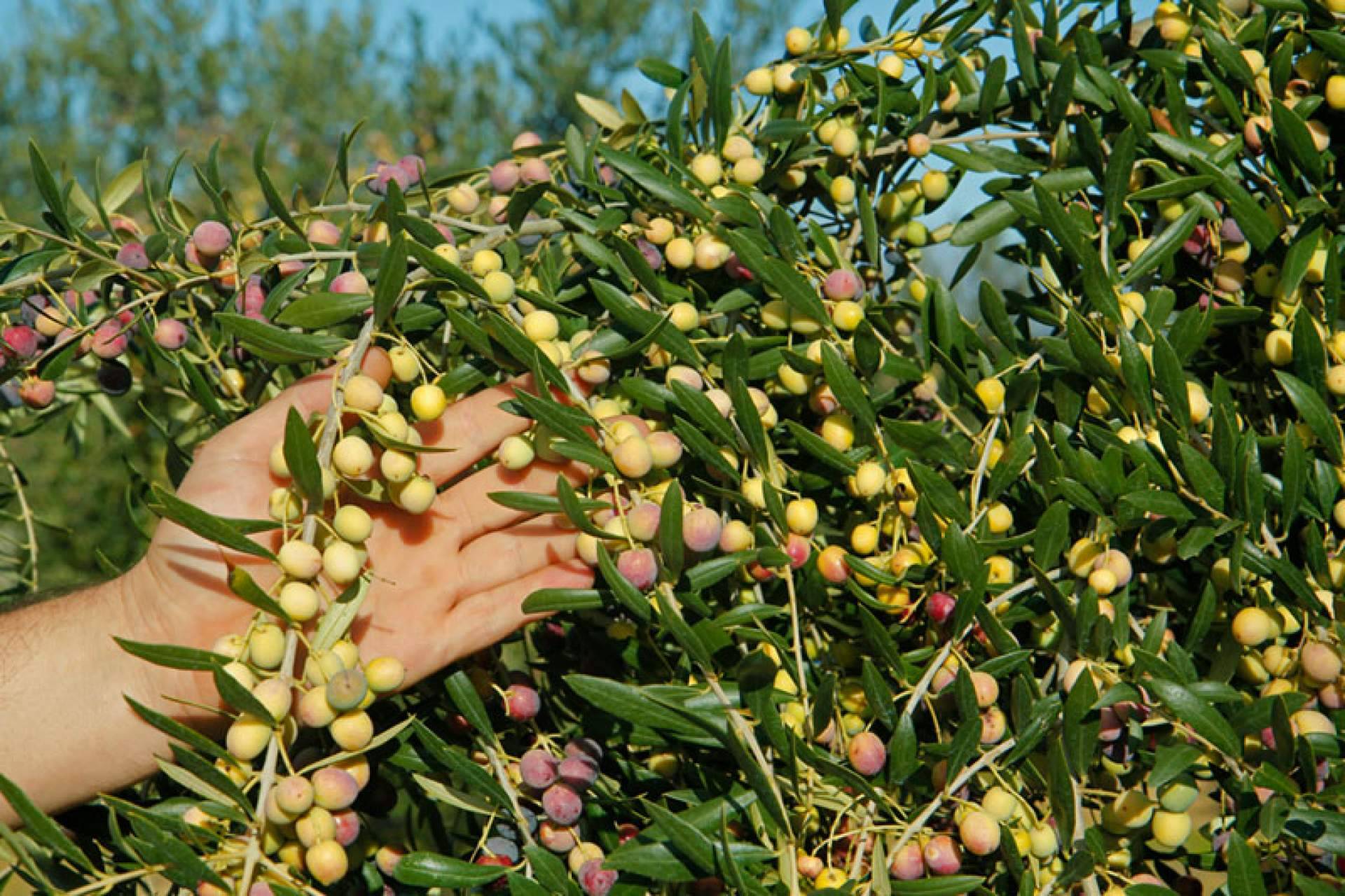 El aceite de oliva virgen extra de la Cooperativa de la Espluga Calba