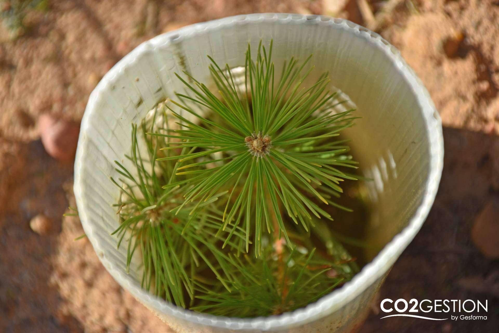 La importancia de la creación de bosques para la absorción del CO2