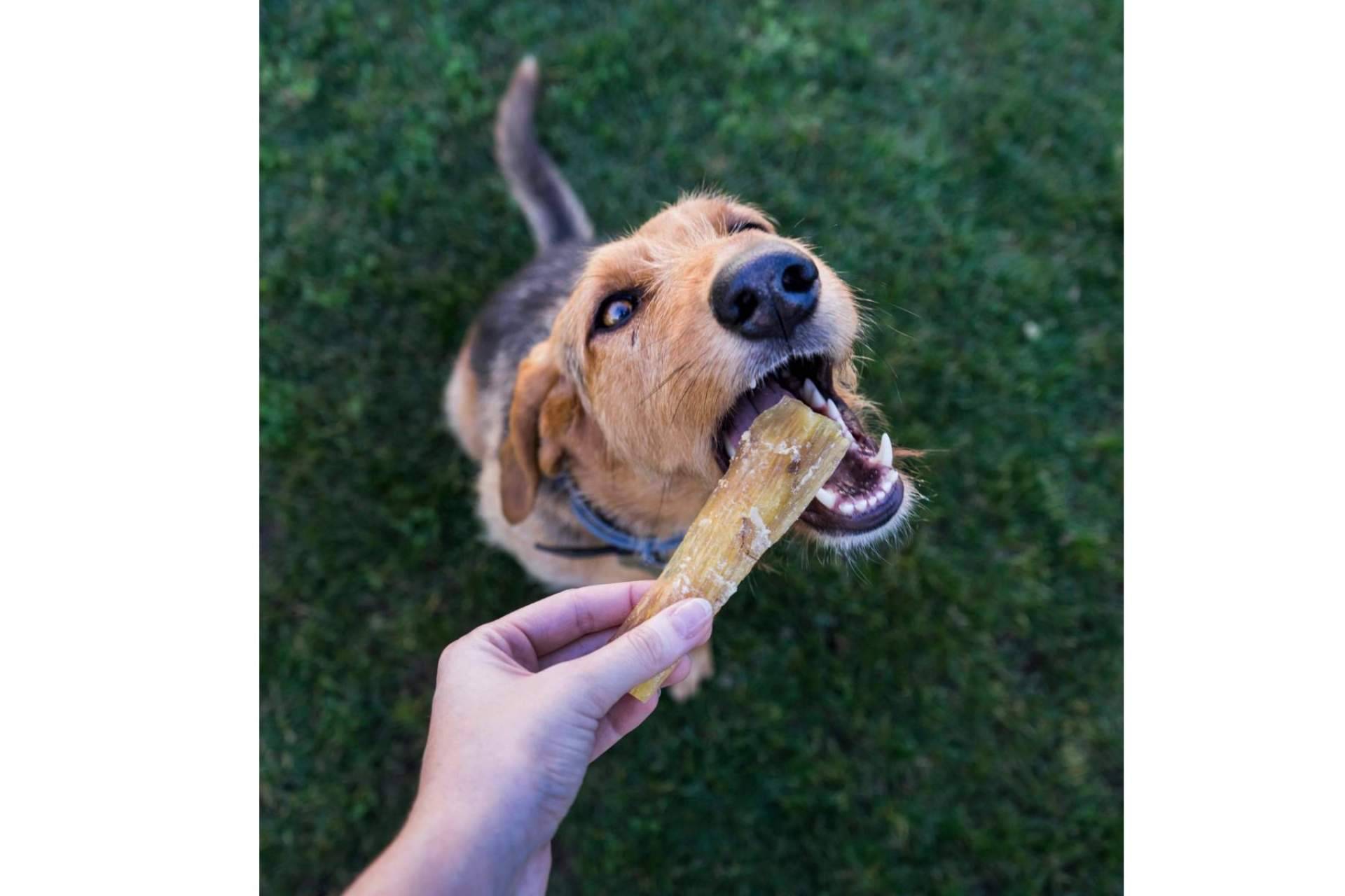 Lenda, los snacks y alimentos húmedos para mascotas