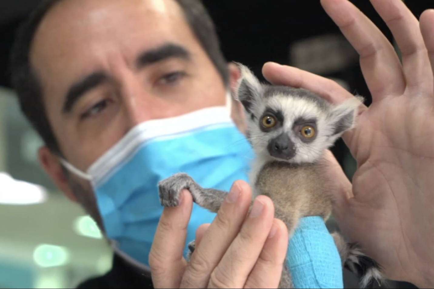 Hospital Veterinario Privet se encarga de las garrapatas y la desparasitación en mascotas