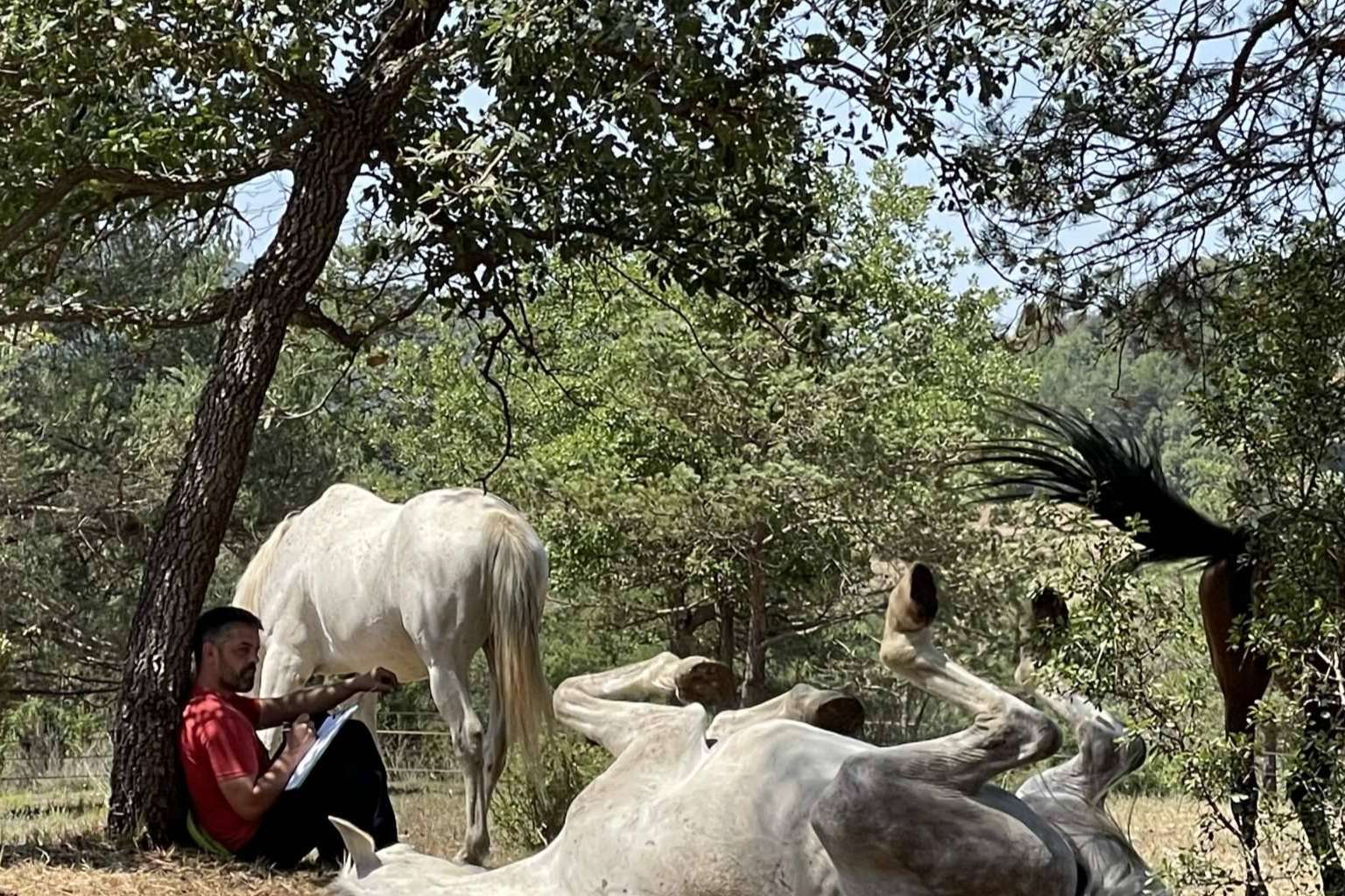 ¿Qué beneficios aportan los caballos libres al desarrollo de la inteligencia emocional?
