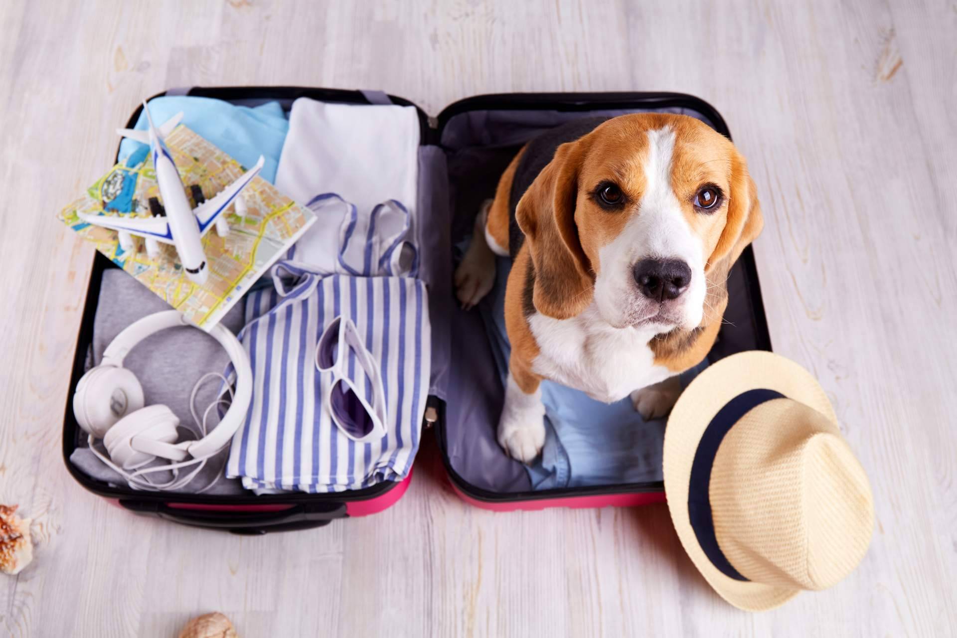 Tener un seguro de viaje para mascotas con Coverontrip