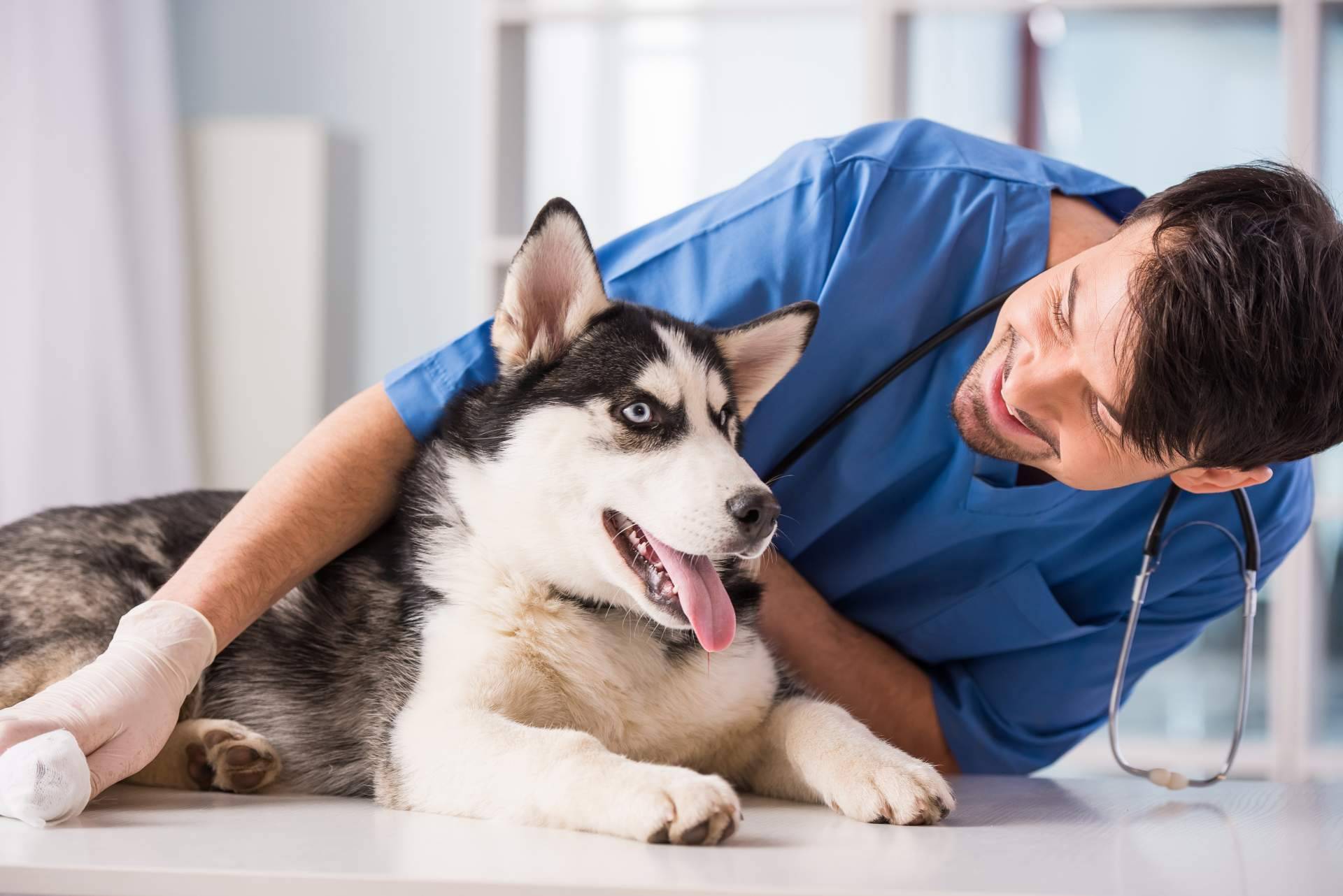 ¿Hace falta tener el bachillerato para ser auxiliar veterinario?, por Vetformación