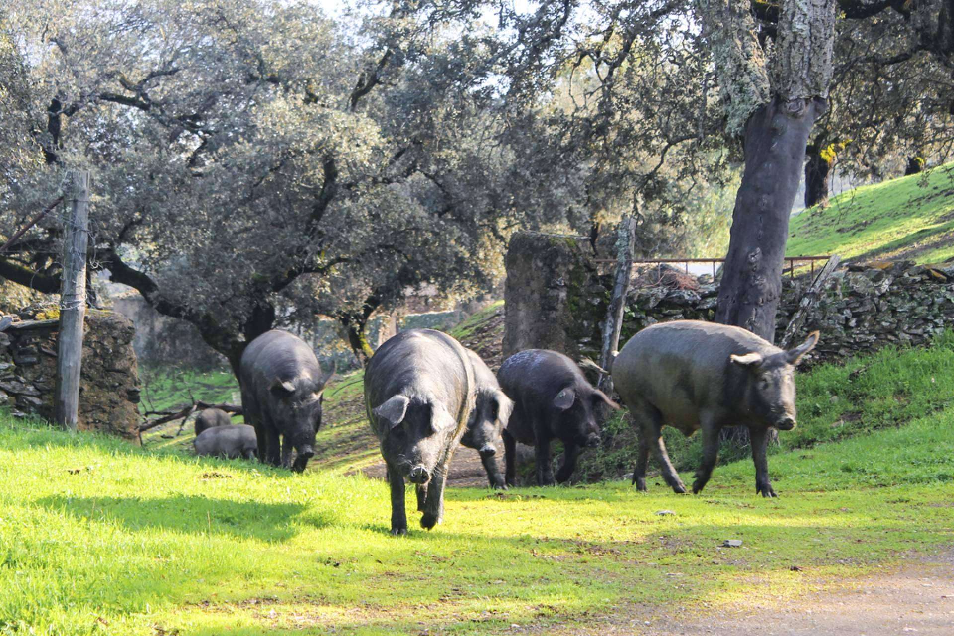 Segundín, empresa galardonada por la calidad de su jamón ibérico