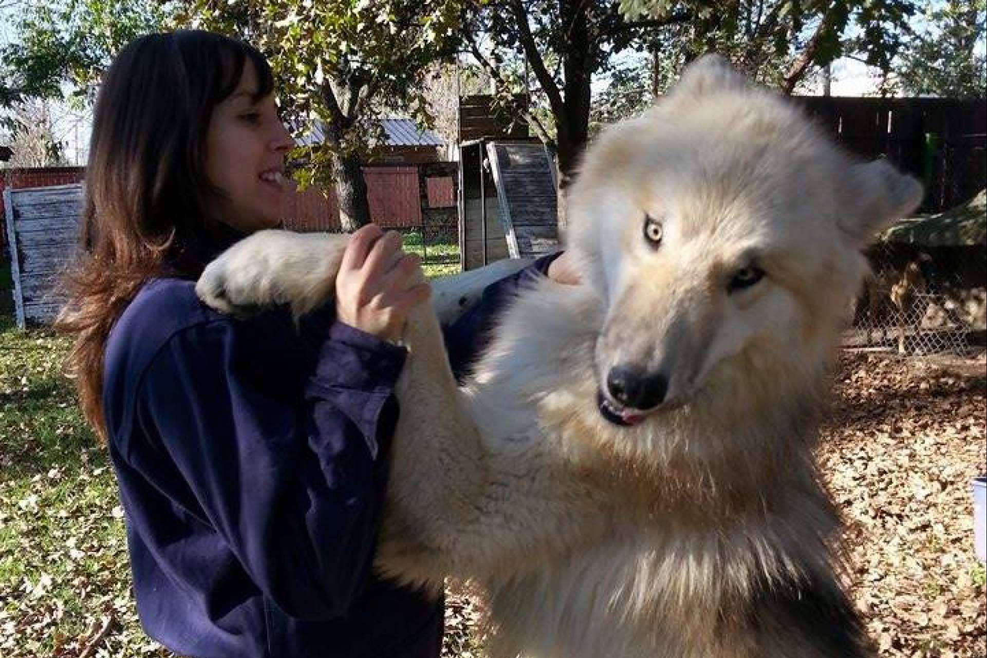 Perro Lobo Americano o Wolfdog, de los mitos y leyendas a las realidades
