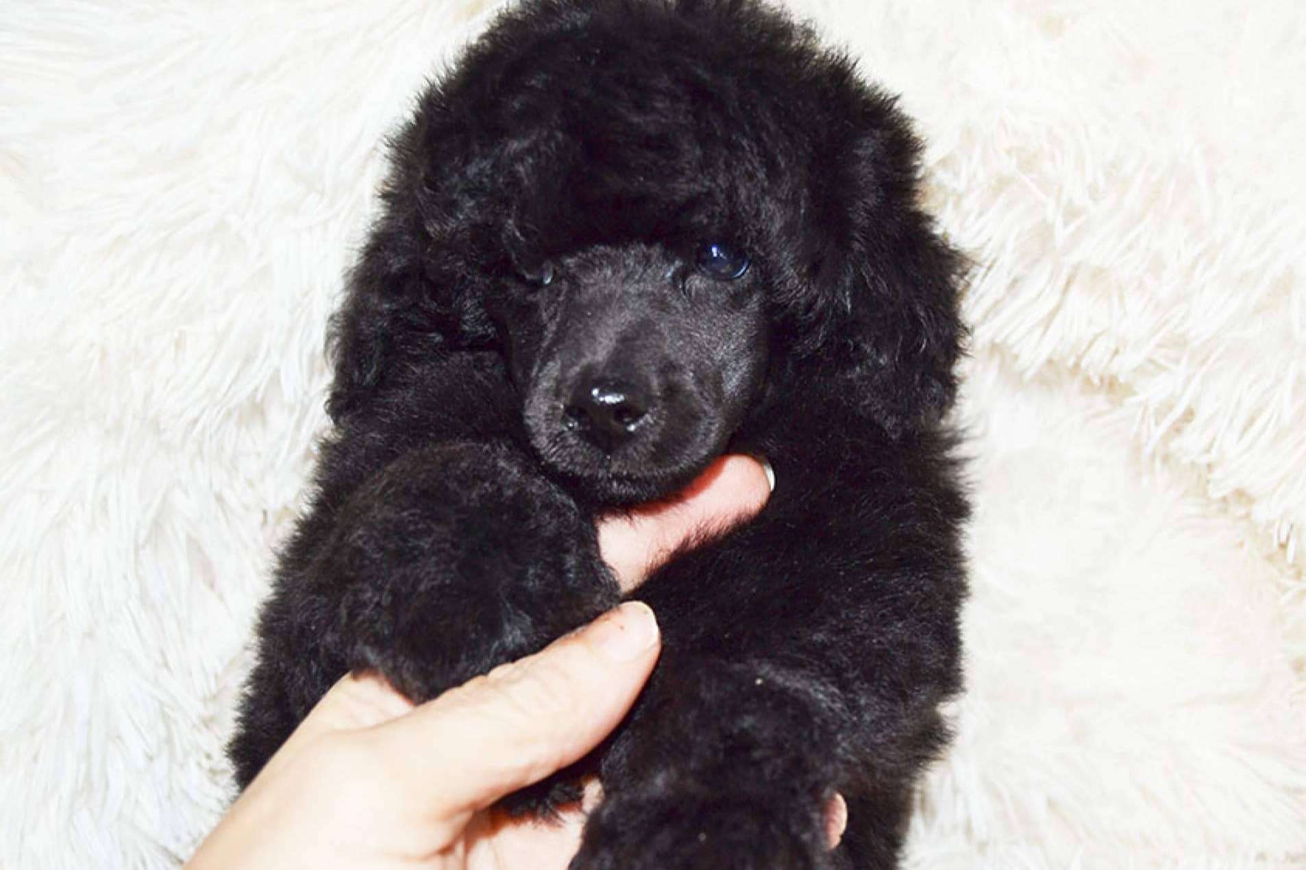 Salud, higiene y peluquería de los cachorros caniche toy, por el equipo de Gallumar