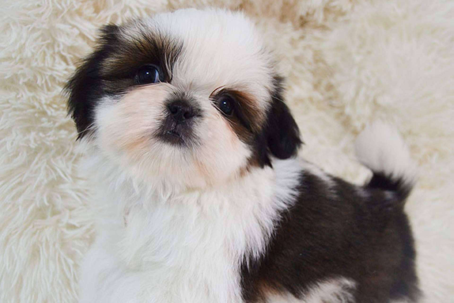 Las recomendaciones de Gallumar para la salud, higiene y peluquería de los cachorros shih tzu
