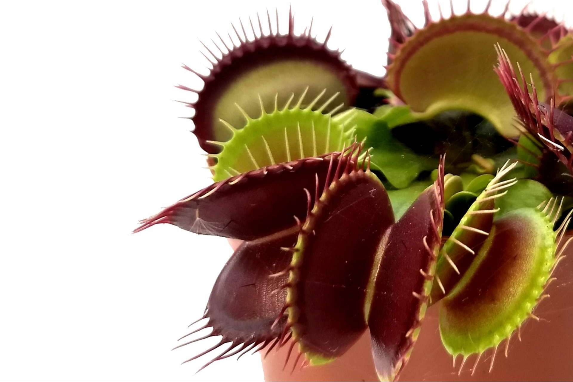 Regalar un pack de plantas carnívoras en Navidad