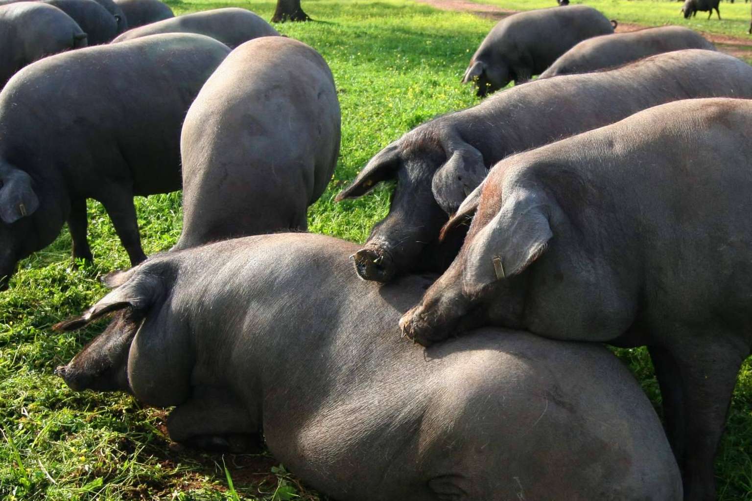¿Por qué es tan caro el jamón de bellota?, con País de Quercus