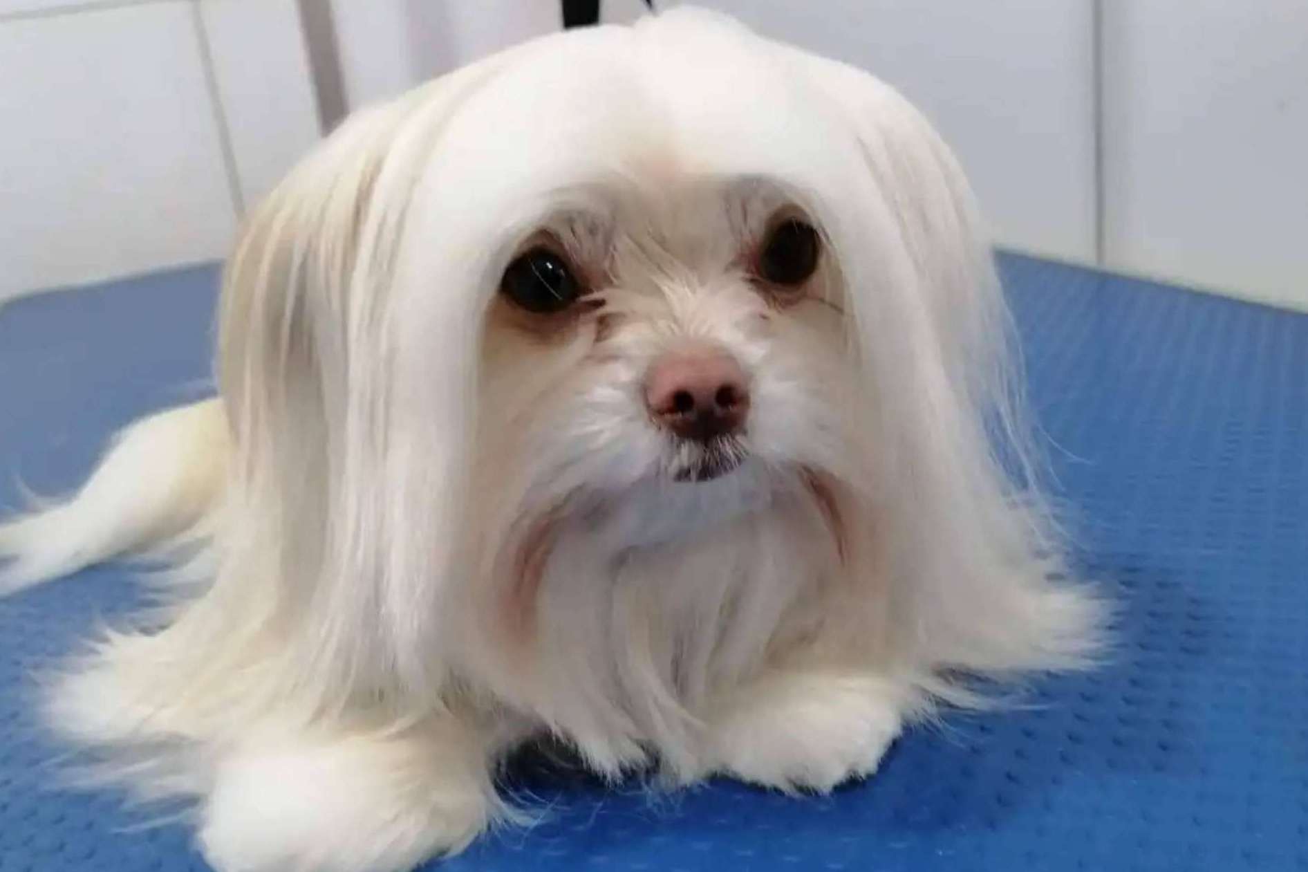 Oh My Pet abre su nueva peluquería canina en San Miguel, Santiago de Chile