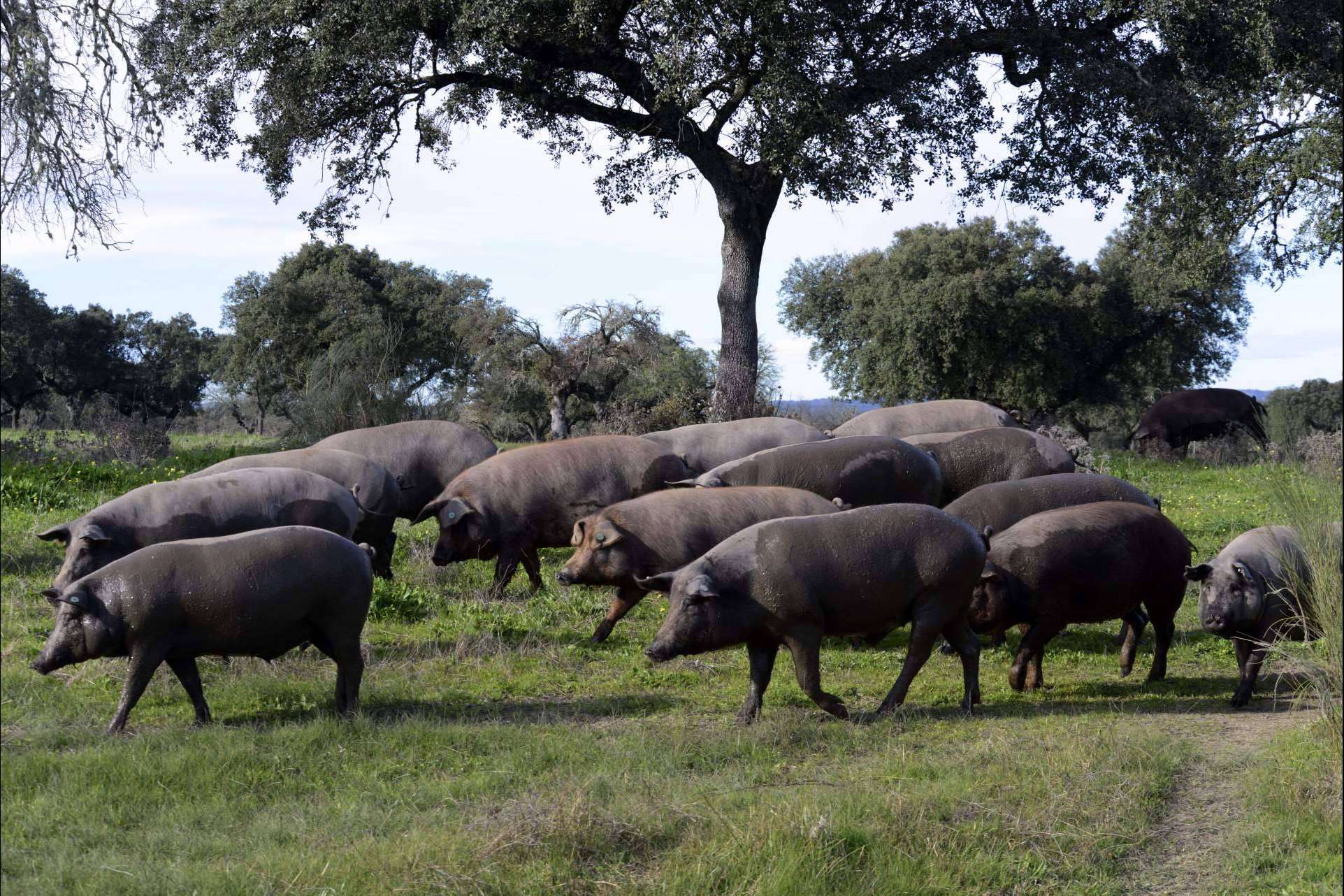 Don Ibérico y su jamón ecológico de calidad