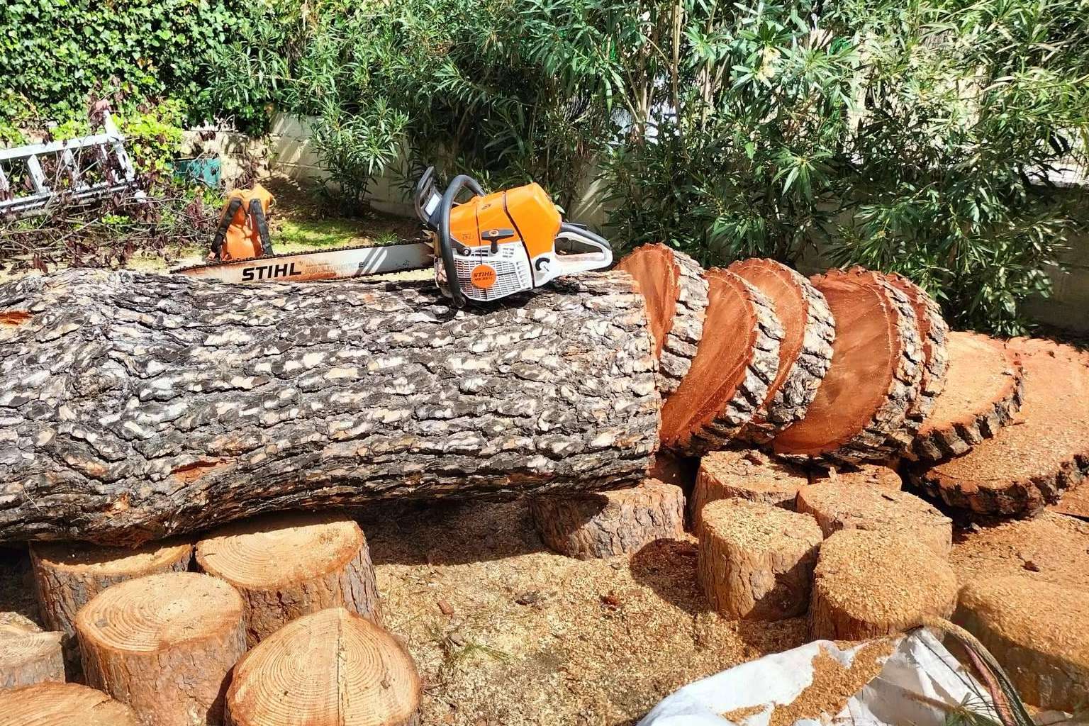 Todo el cuidado de un árbol, desde que nace hasta que muere, con el servicio completo de poda y tala de Talas de Árboles
