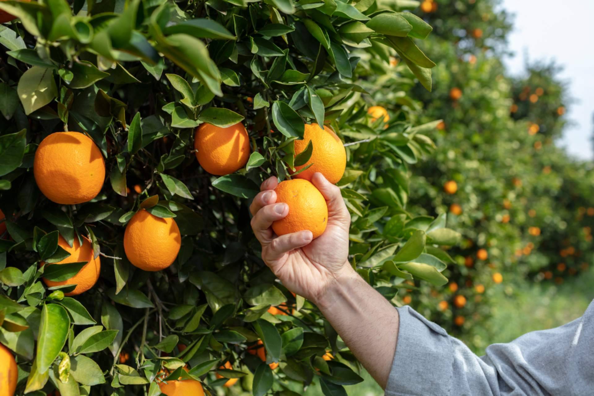 Sabor a Naranjas ofrece naranjas a buen precio sin sacrificar la calidad
