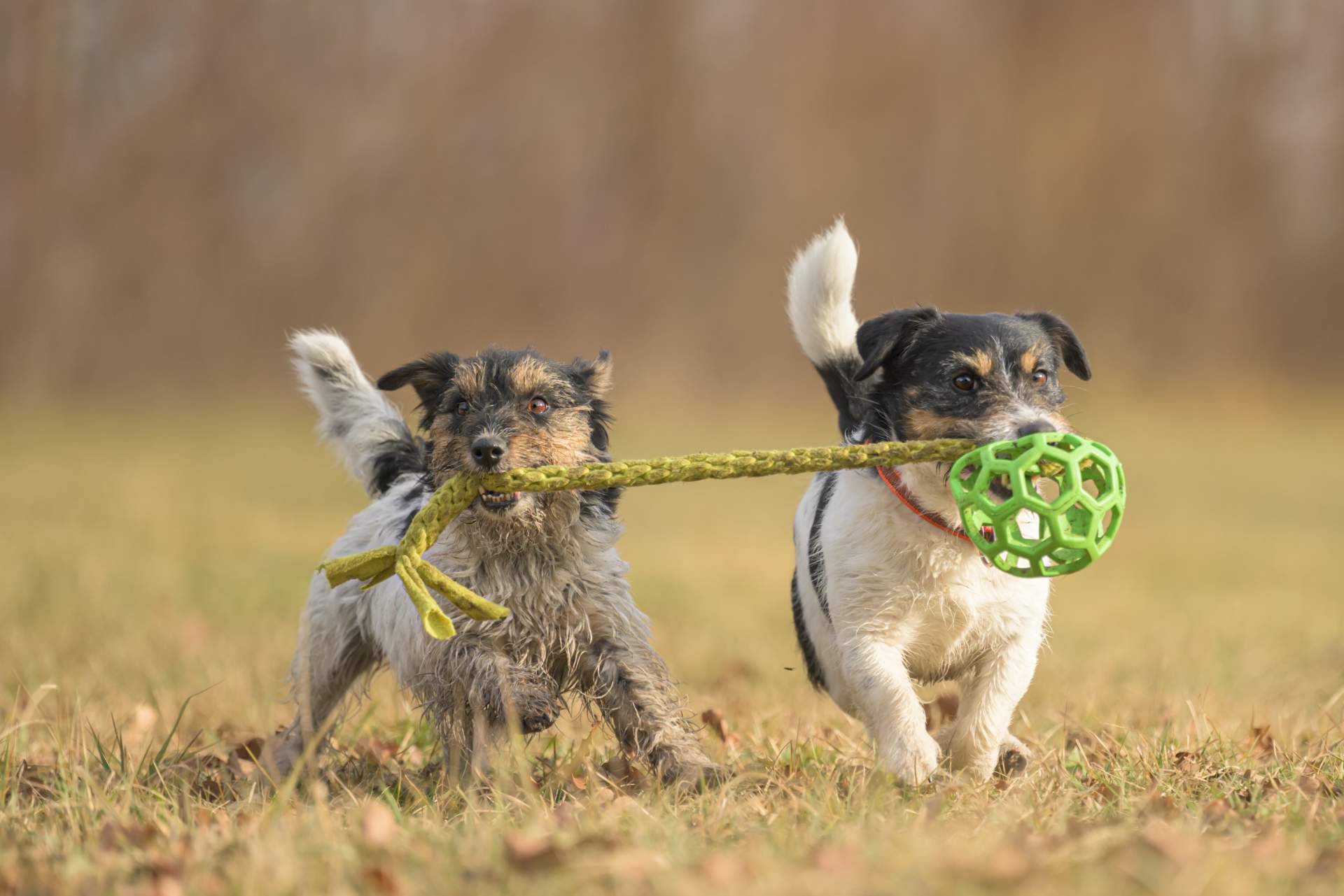 Adiestramiento para cachorros de la mano de Cachorros del Valle
