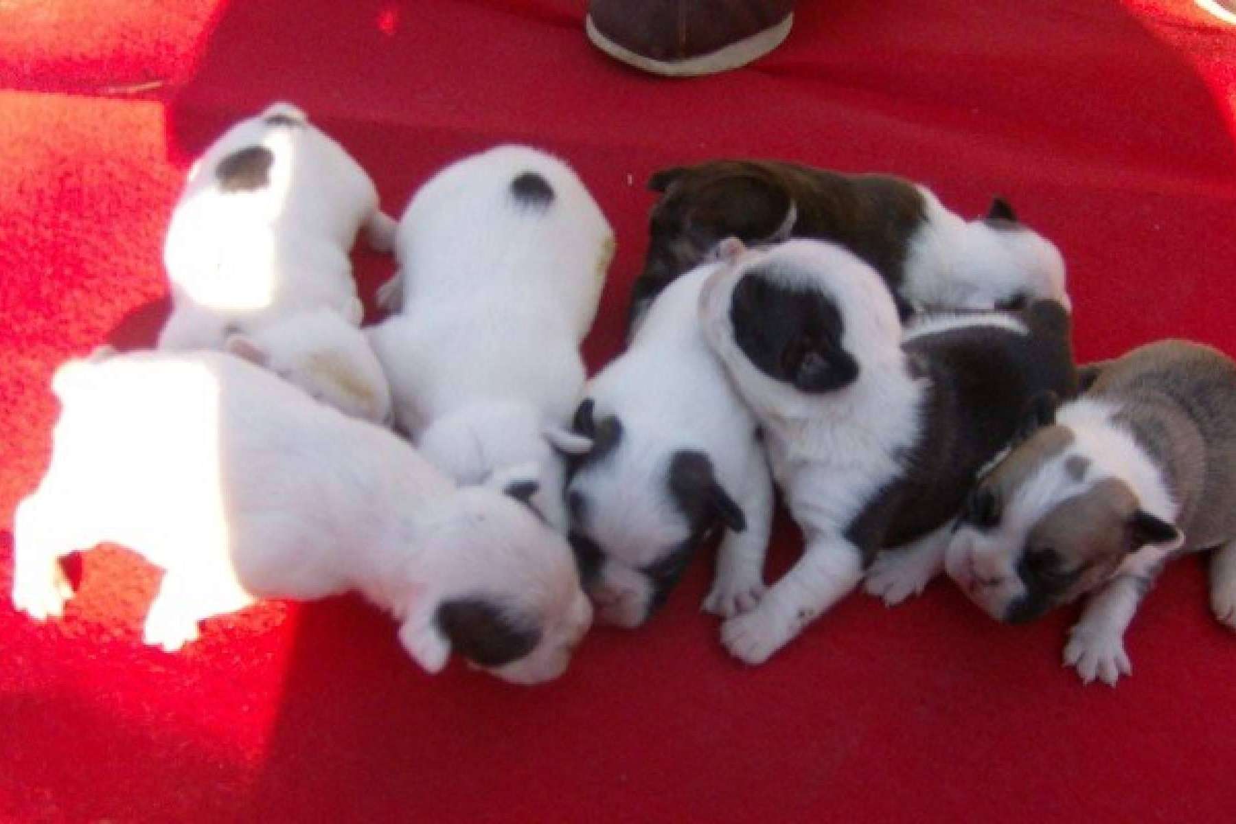 Compra legal y autorizada de caninos, con El Mundo del Cachorro, un criadero de cachorros