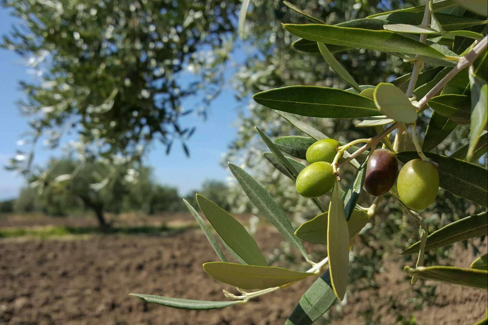 Spanish - Oil y los aceites de oliva extra virgen premiados
