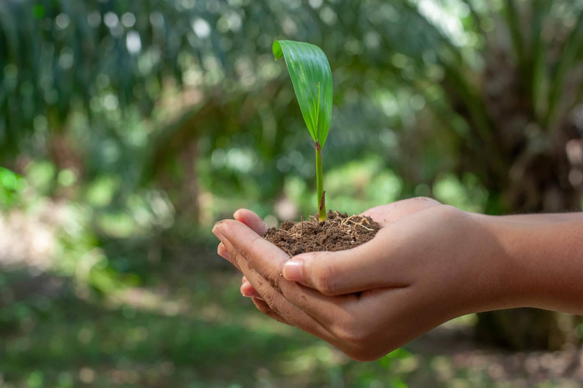Una iniciativa contra el cambio climático en los comedores escolares de Serunion Educa, BosqueChef