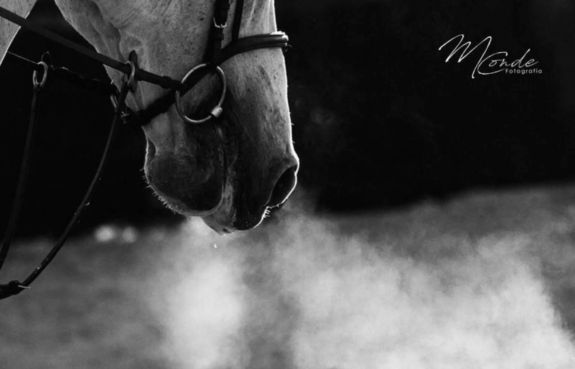 La Copa de la Comunidad de Madrid de salto de obstáculos tendrá lugar los días 28, 29 y 30 de abril