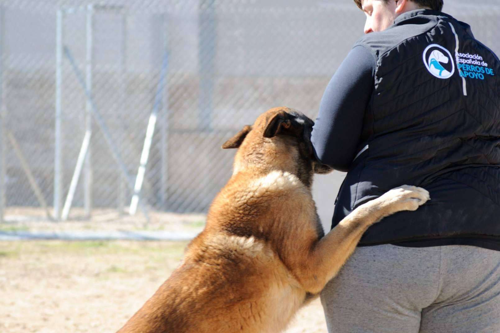 ¿Cuáles son las diferencias entre un perro de compañía, de apoyo emocional y de asistencia?, por la Asociación Española de Perros de Apoyo