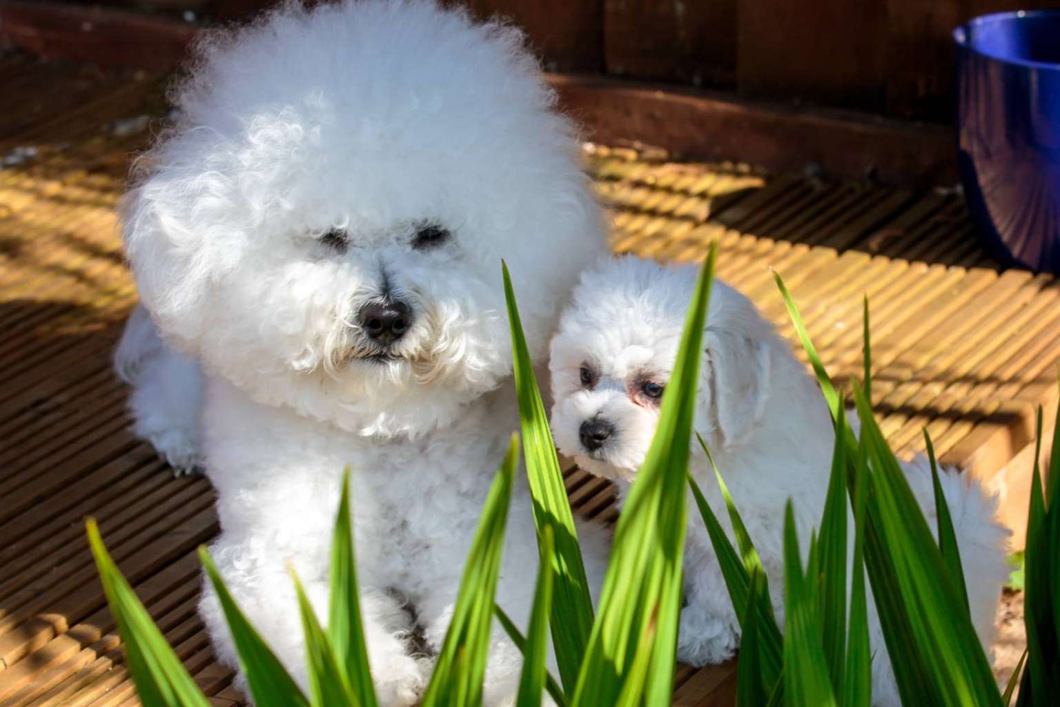 Maltés Lovers es un proyecto que se especializa en encontrar criadores caninos fiables de perros de raza pequeña