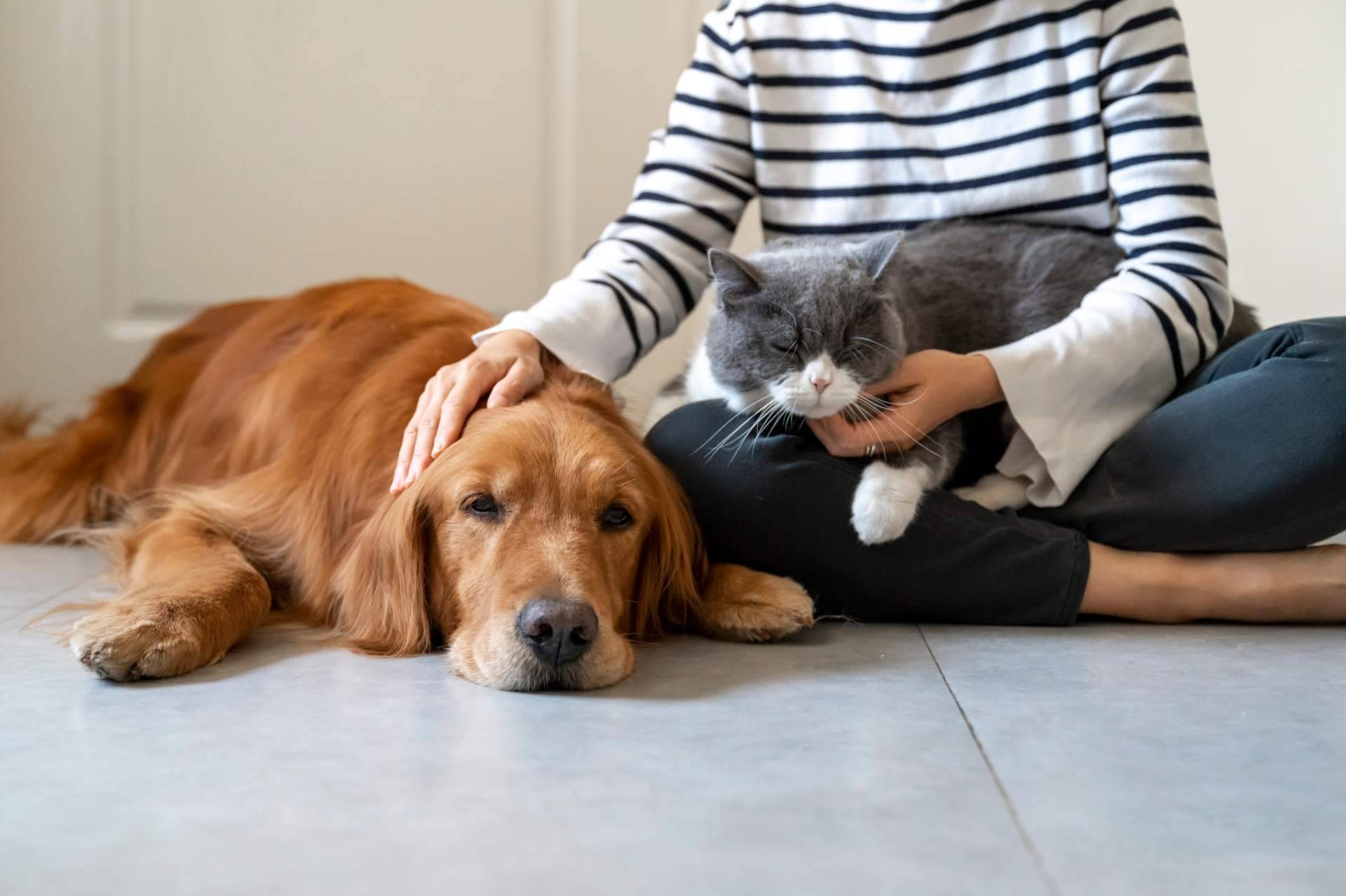 ¿Qué se debe saber sobre la nueva Ley Estatal de Protección Animal y la modificación del Código Penal?