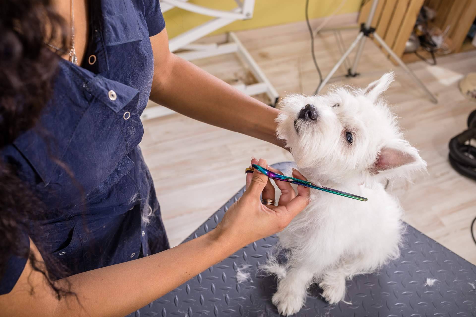 Los cuidados estéticos para las mascotas son muy importantes, por Perrukings