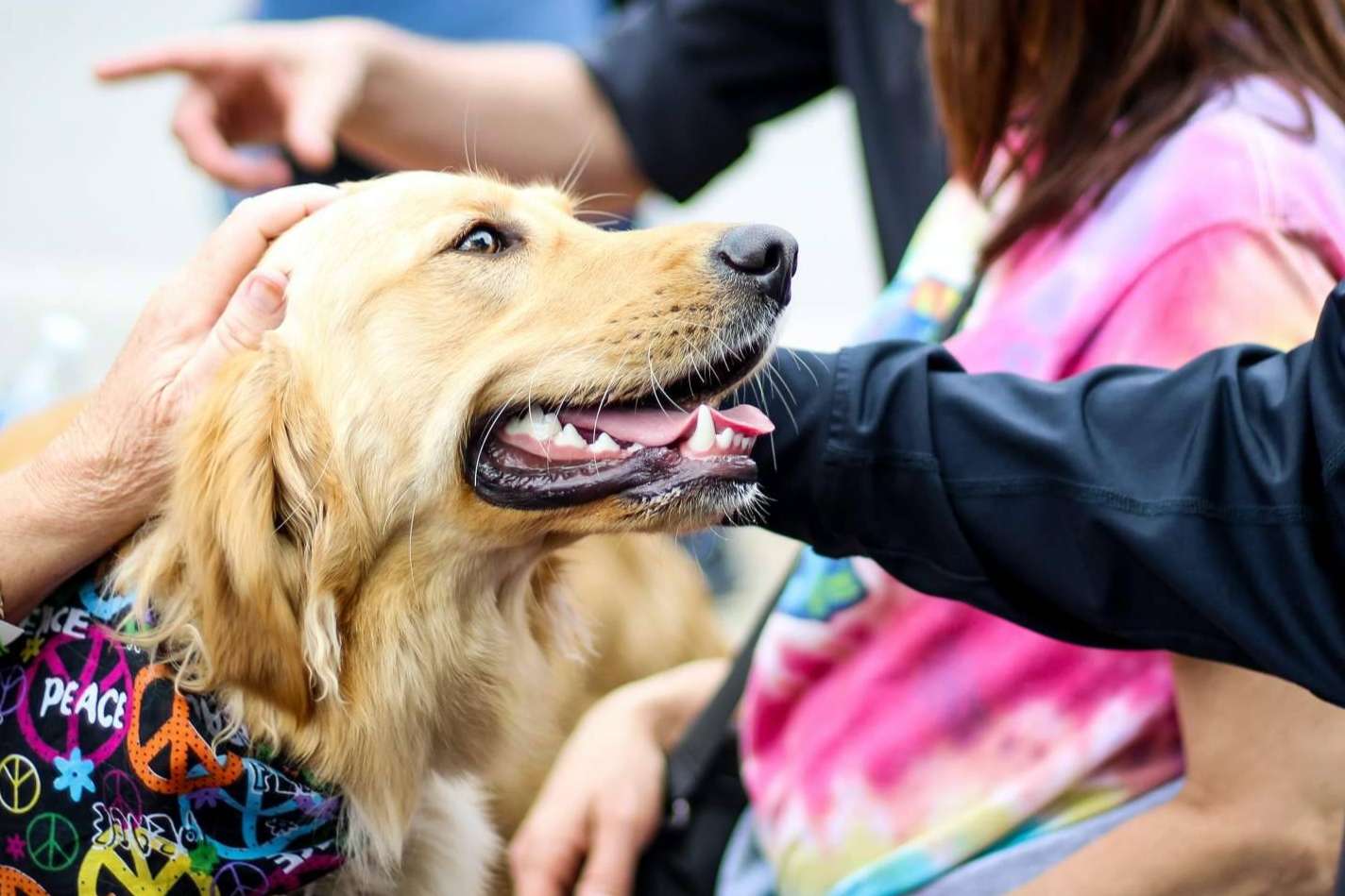 TEAsisTO y su servicio de intervenciones asistidas con animales