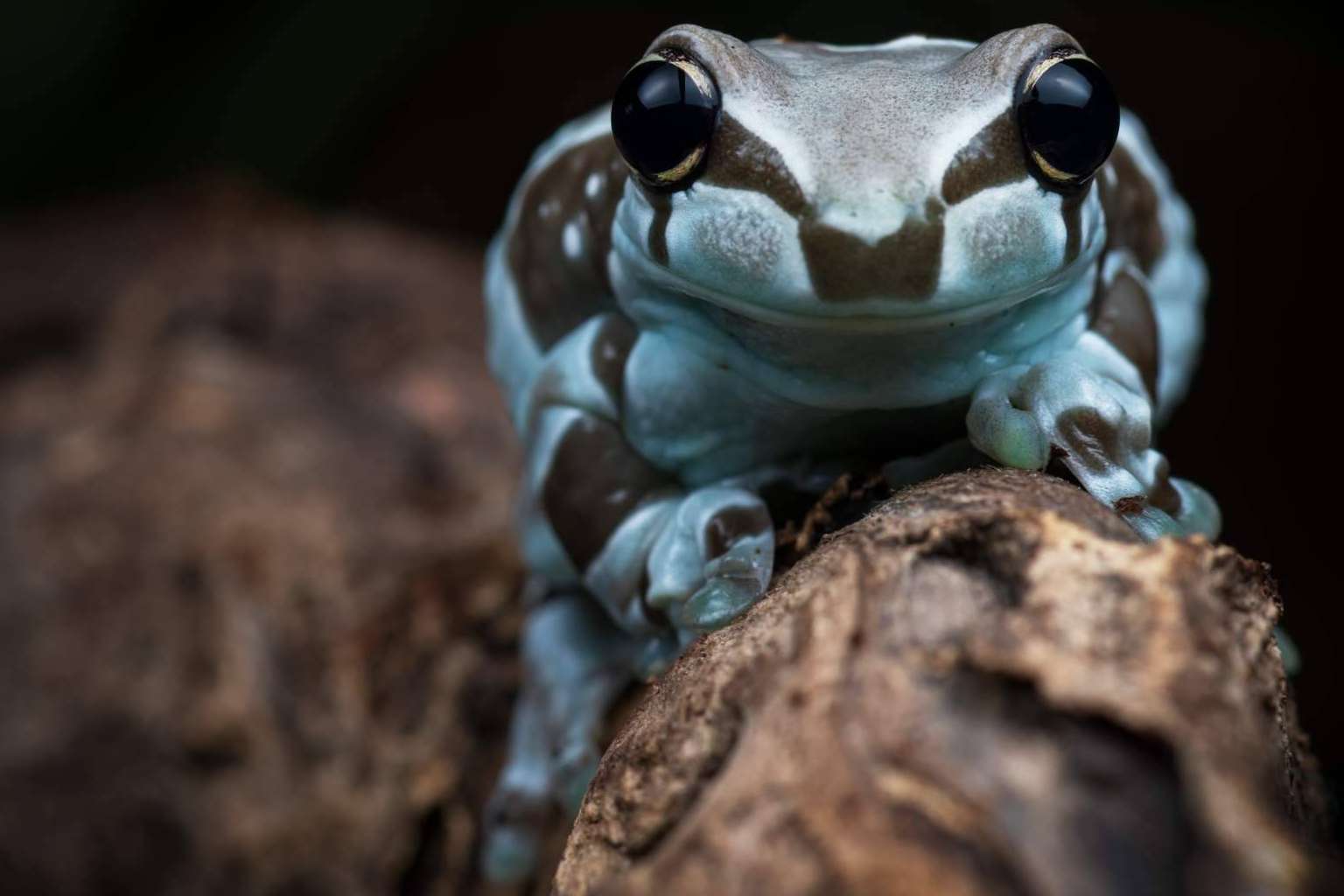 SnakeRoom, el Centro Divulgativo que permite experimentar la interacción con reptiles como serpientes