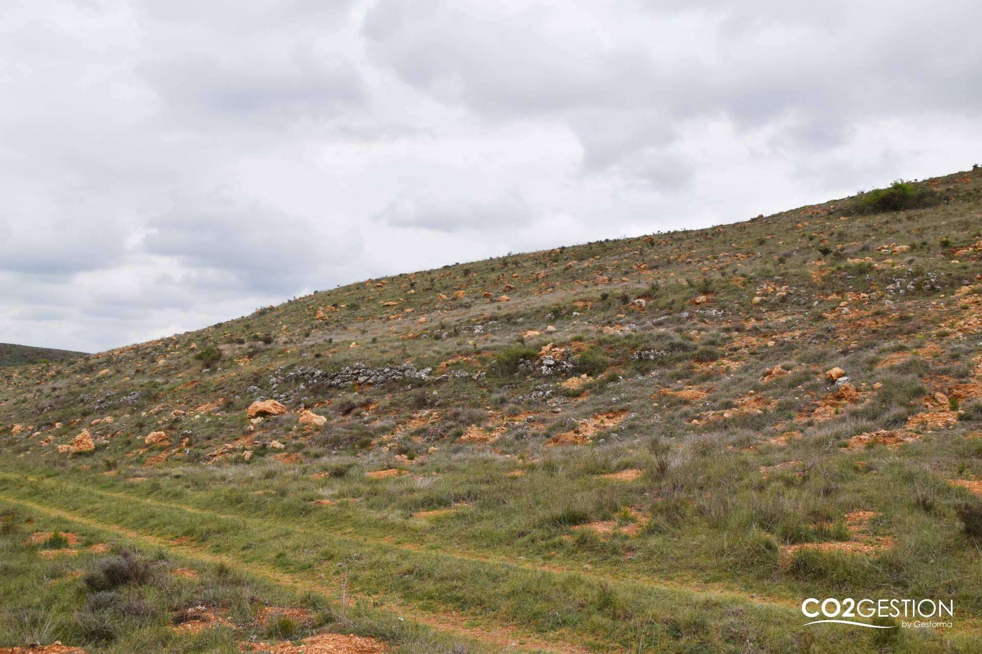La empresa INECO compensa más de 200 toneladas de CO₂ gracias a una plantación forestal en Burgos