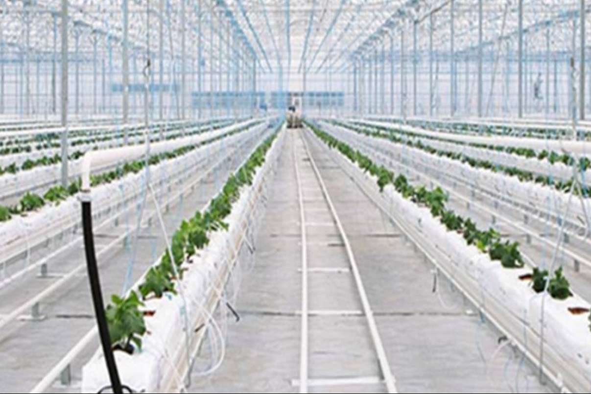 Los servicios de consultoría en la puesta en marcha de campos de agricultura vertical de PVAI
