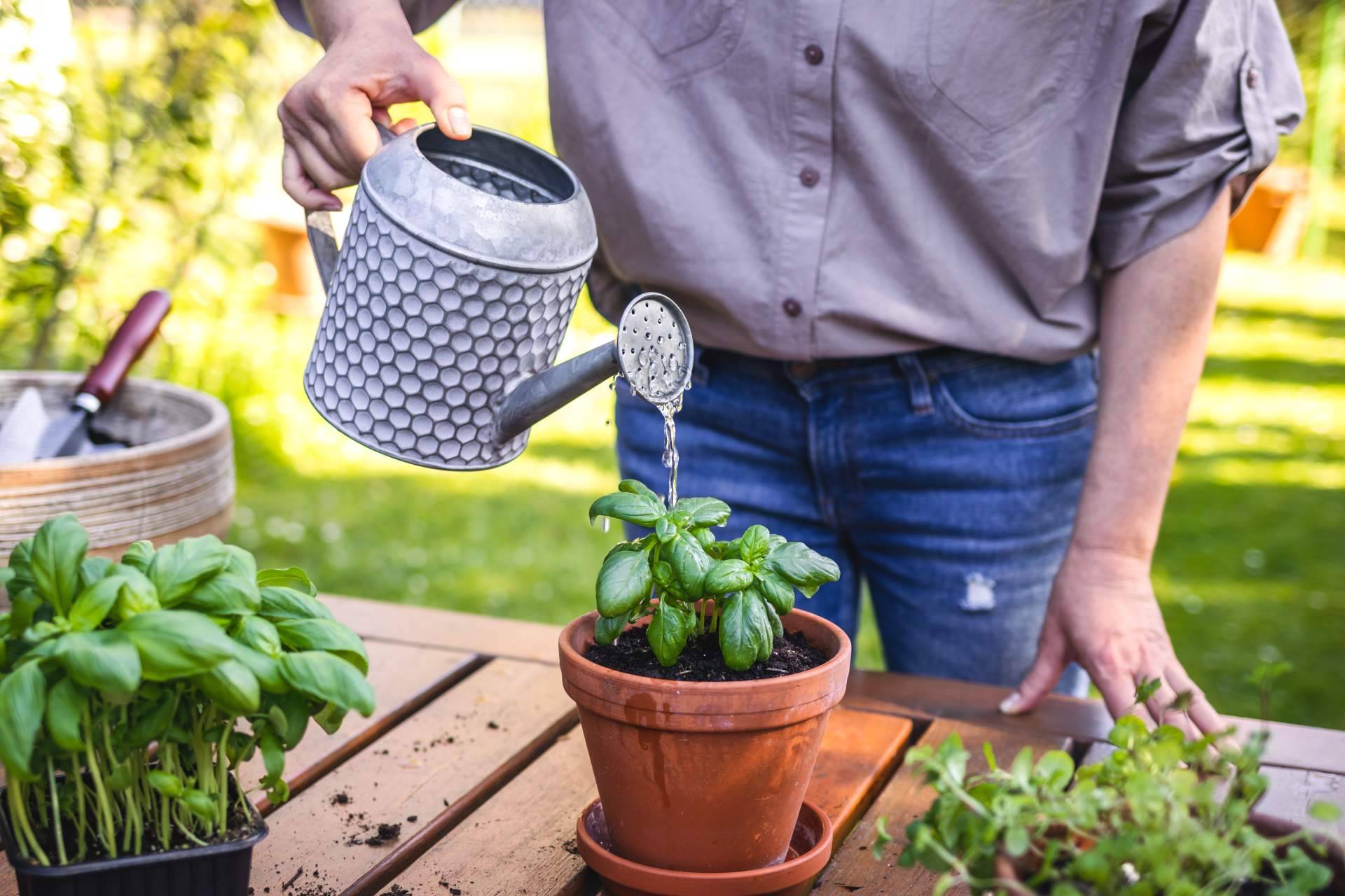 ¿Cómo se debe realizar el cuidado de plantas en verano?, por Rosistirem