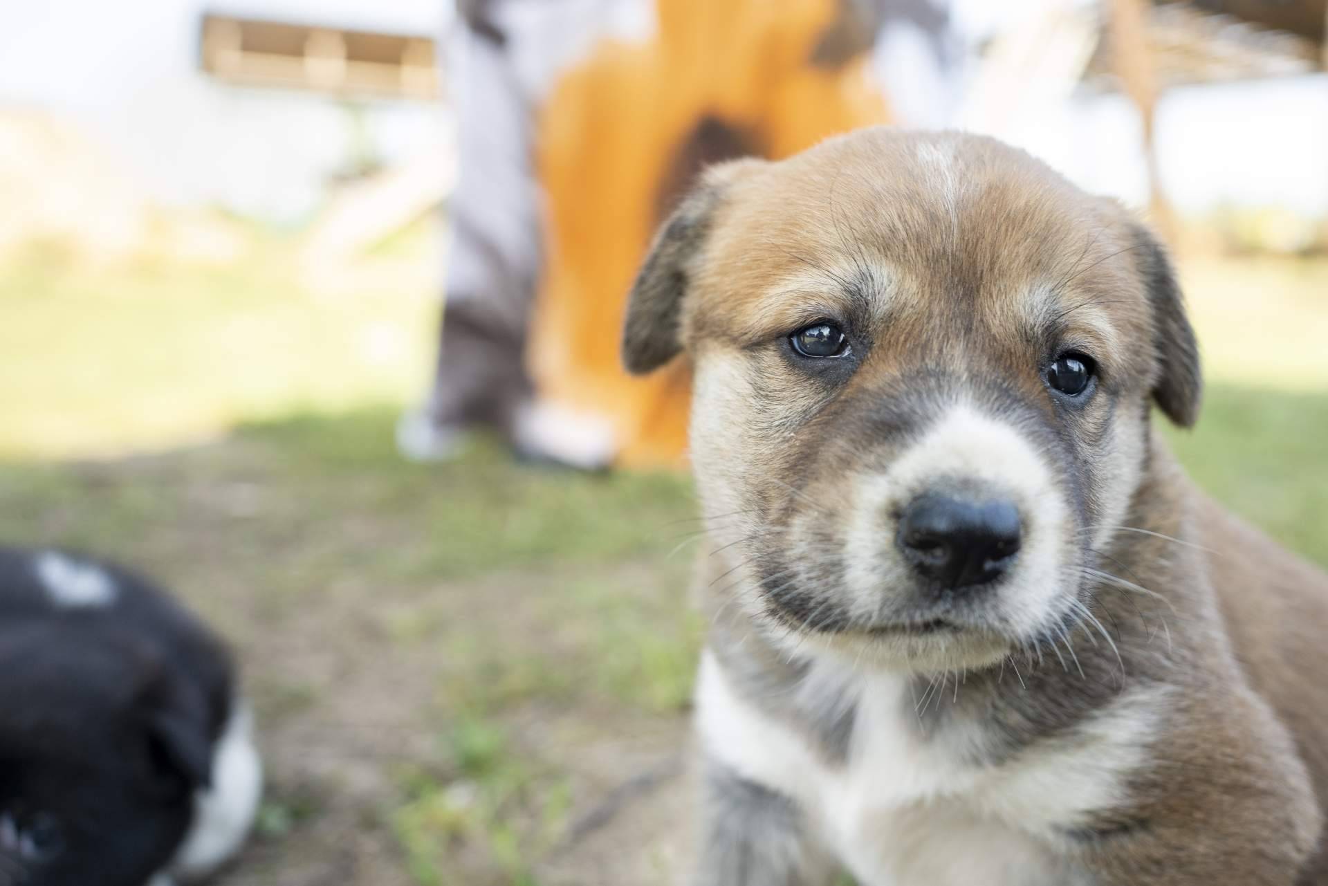 Uno de los buscadores más grandes de protectoras y refugios de animales de España. Cómo ayudar a los animales más necesitados