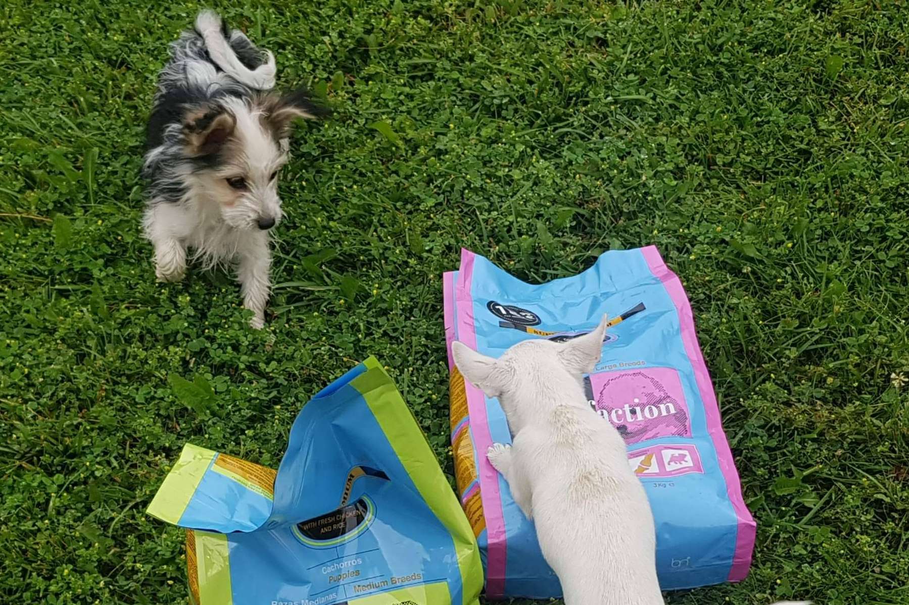 Satisfaction recalca la importancia de garantizar una buena alimentación a los cachorros