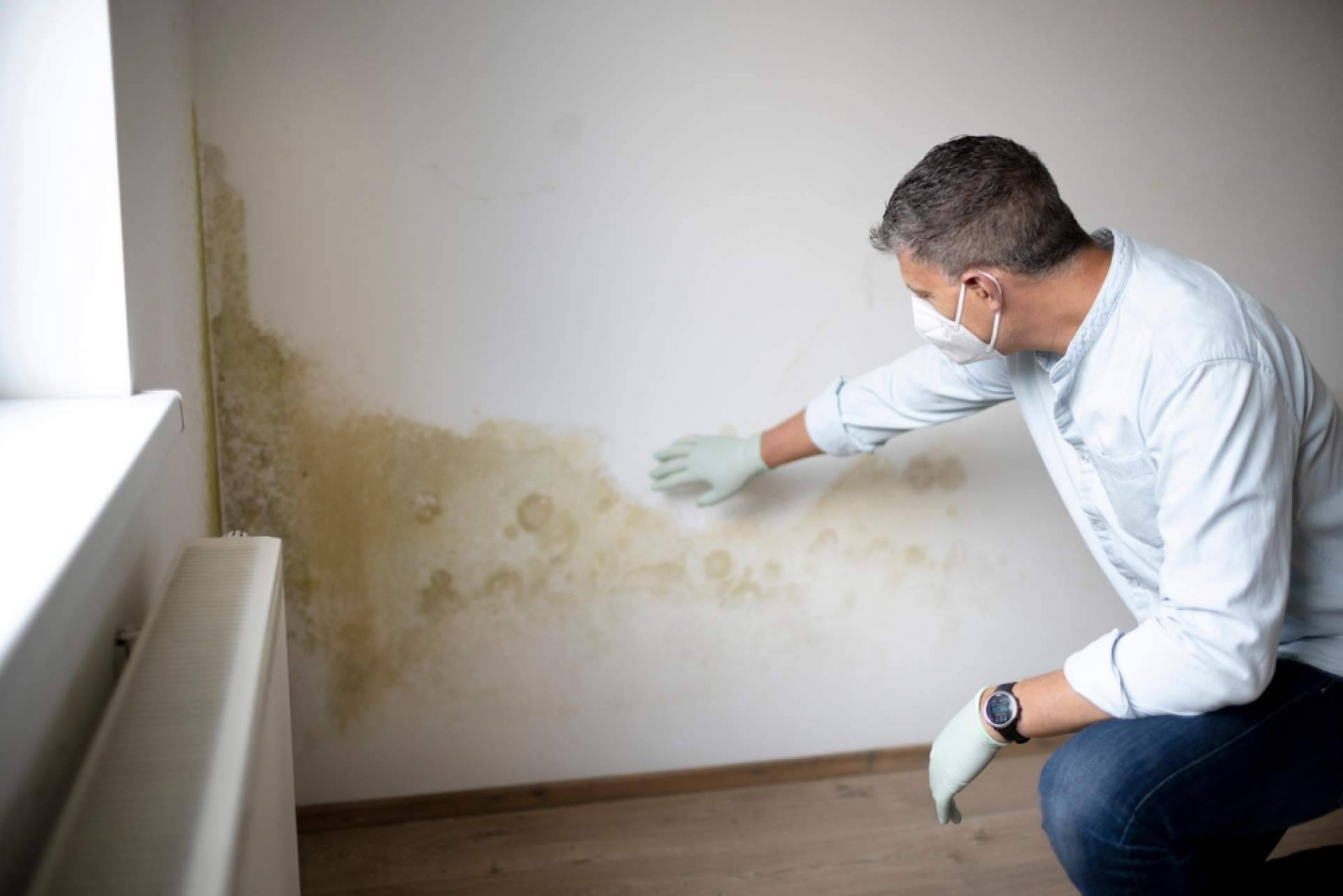 Preactiva, servicios de limpieza de humedad en la pared