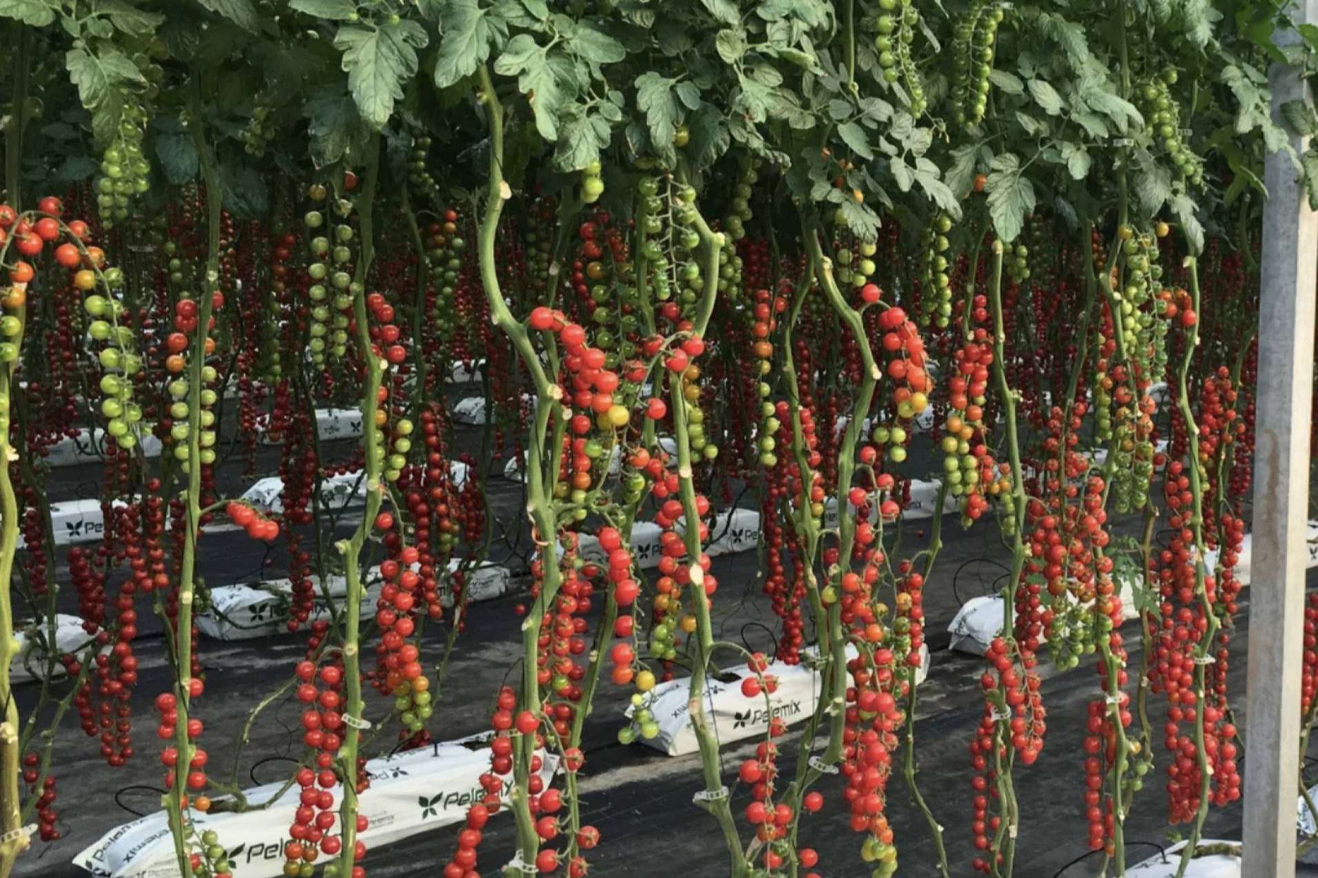 Los beneficios de optimizar la producción agrícola con sustratos de coco Pelemix