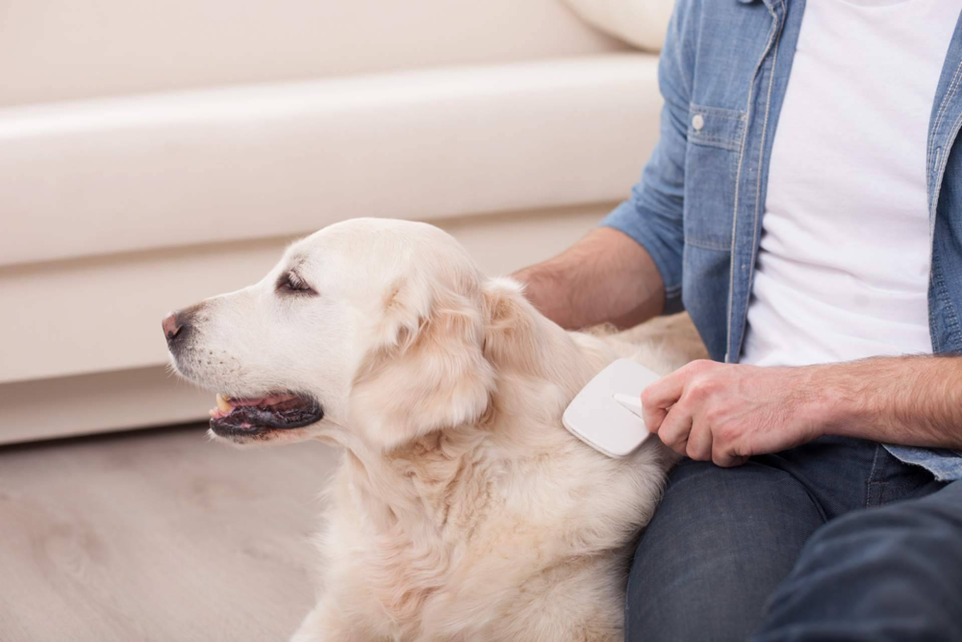 Pinkbrush Cardador Profesional, el cepillo ideal para cuidar de las mascotas, con 4 Huellas