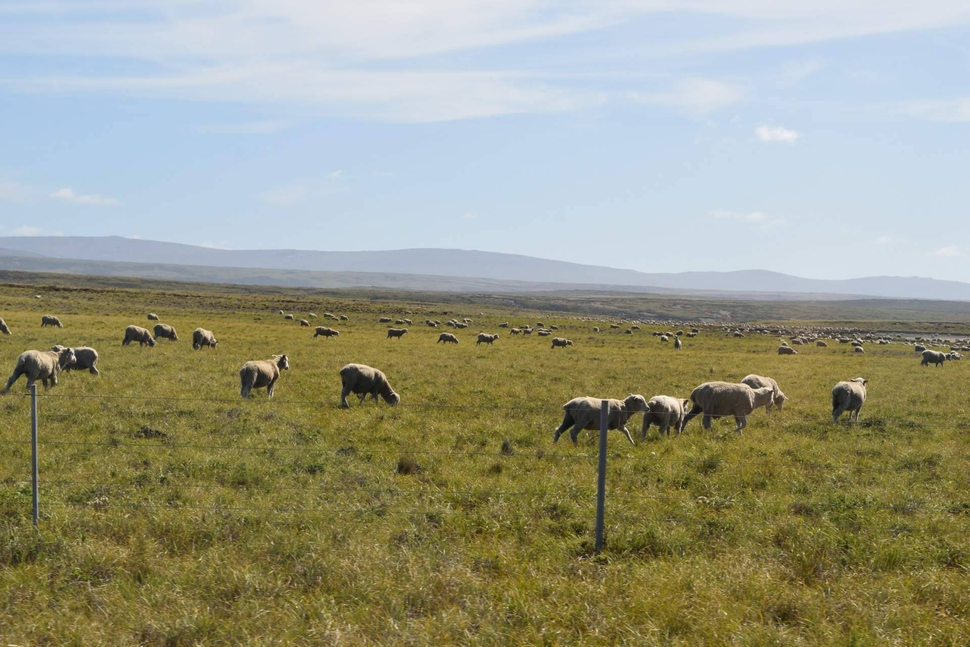 Ganadería Aguirre ofrece carne fresca y tierna de cordero