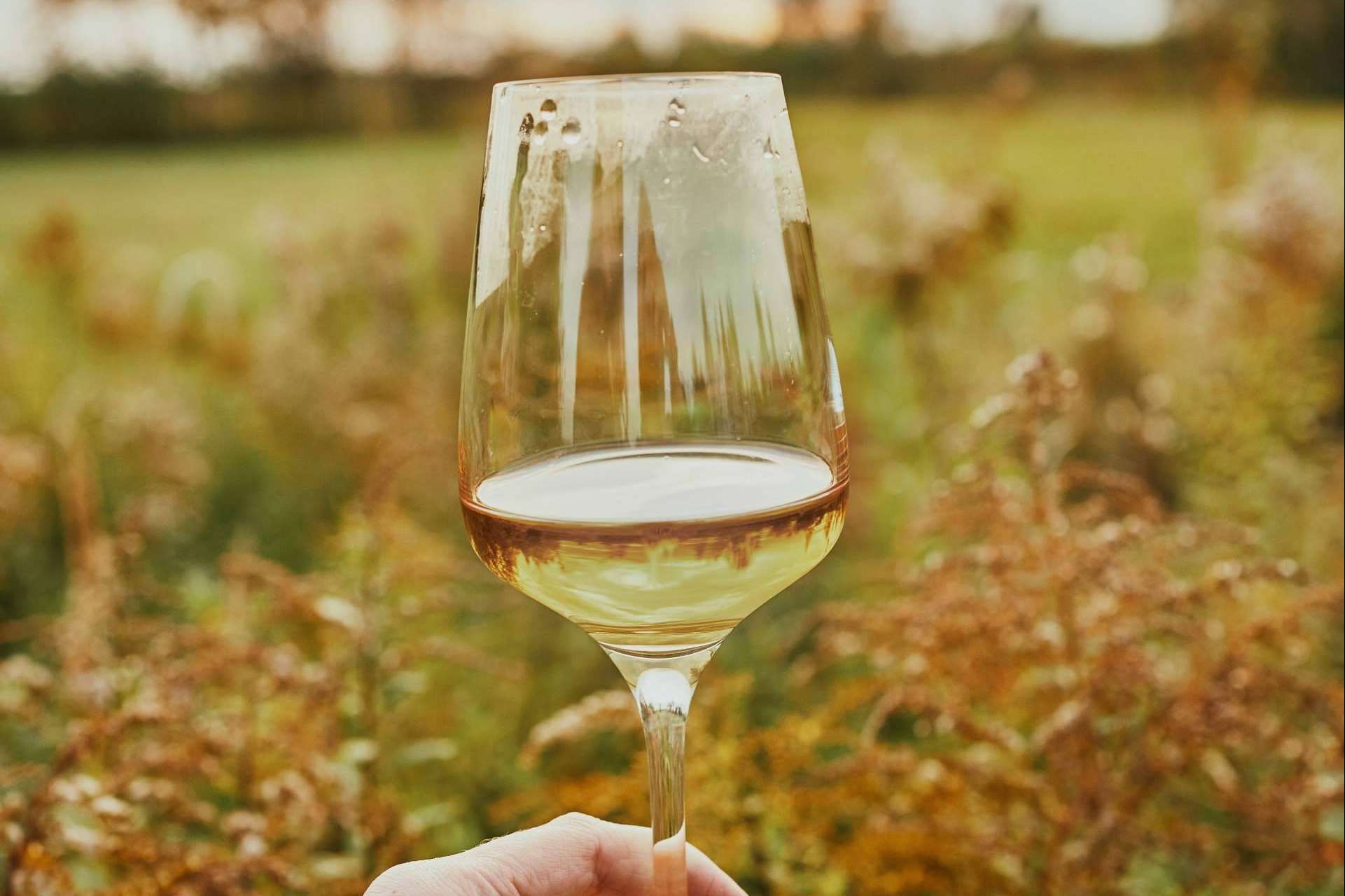 ¿Dónde encontrar cavas y vinos ecológicos? Naturelovers Wines