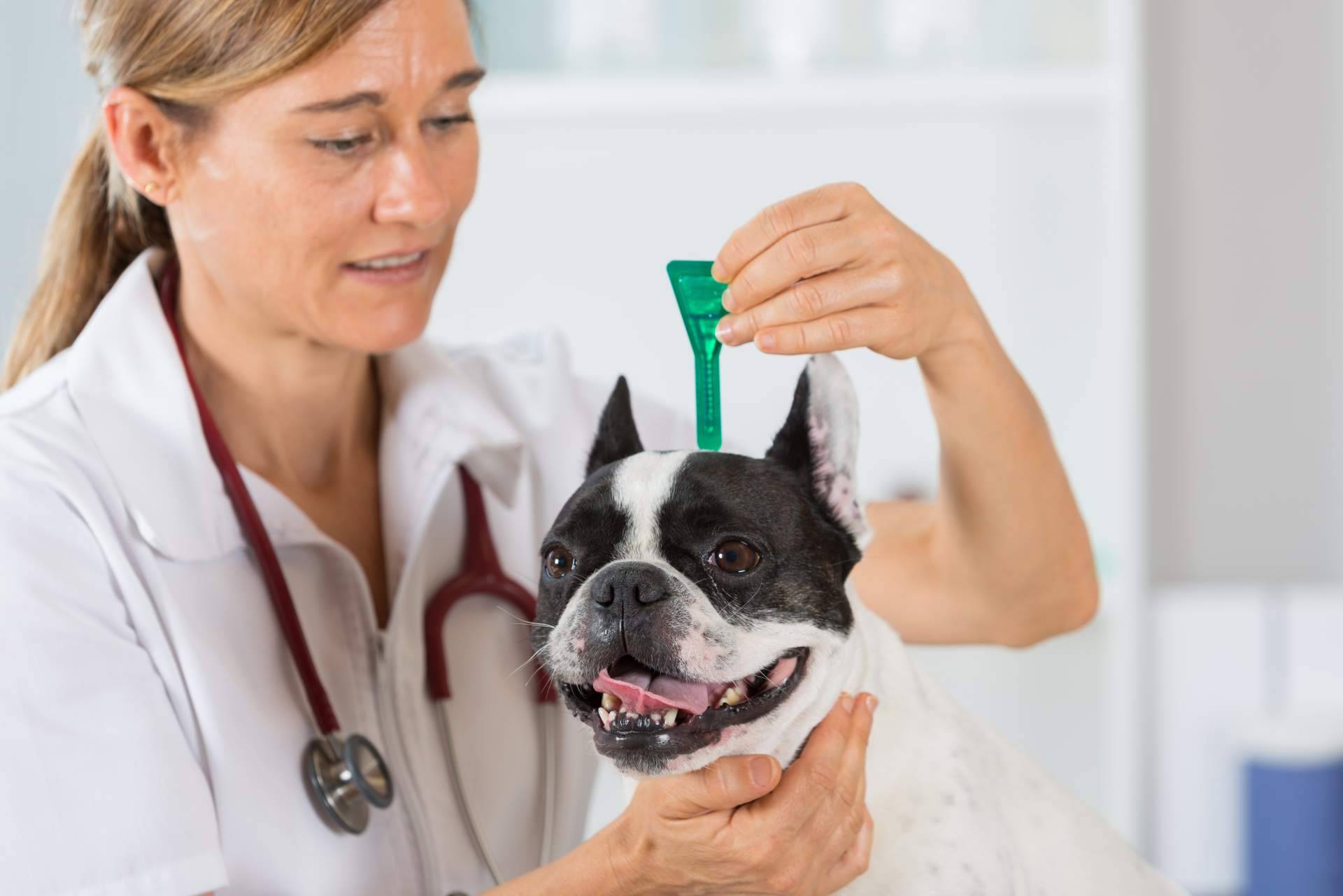 El centro veterinario en Parla que prioriza el bienestar de las mascotas, Centro Veterinario El Nido