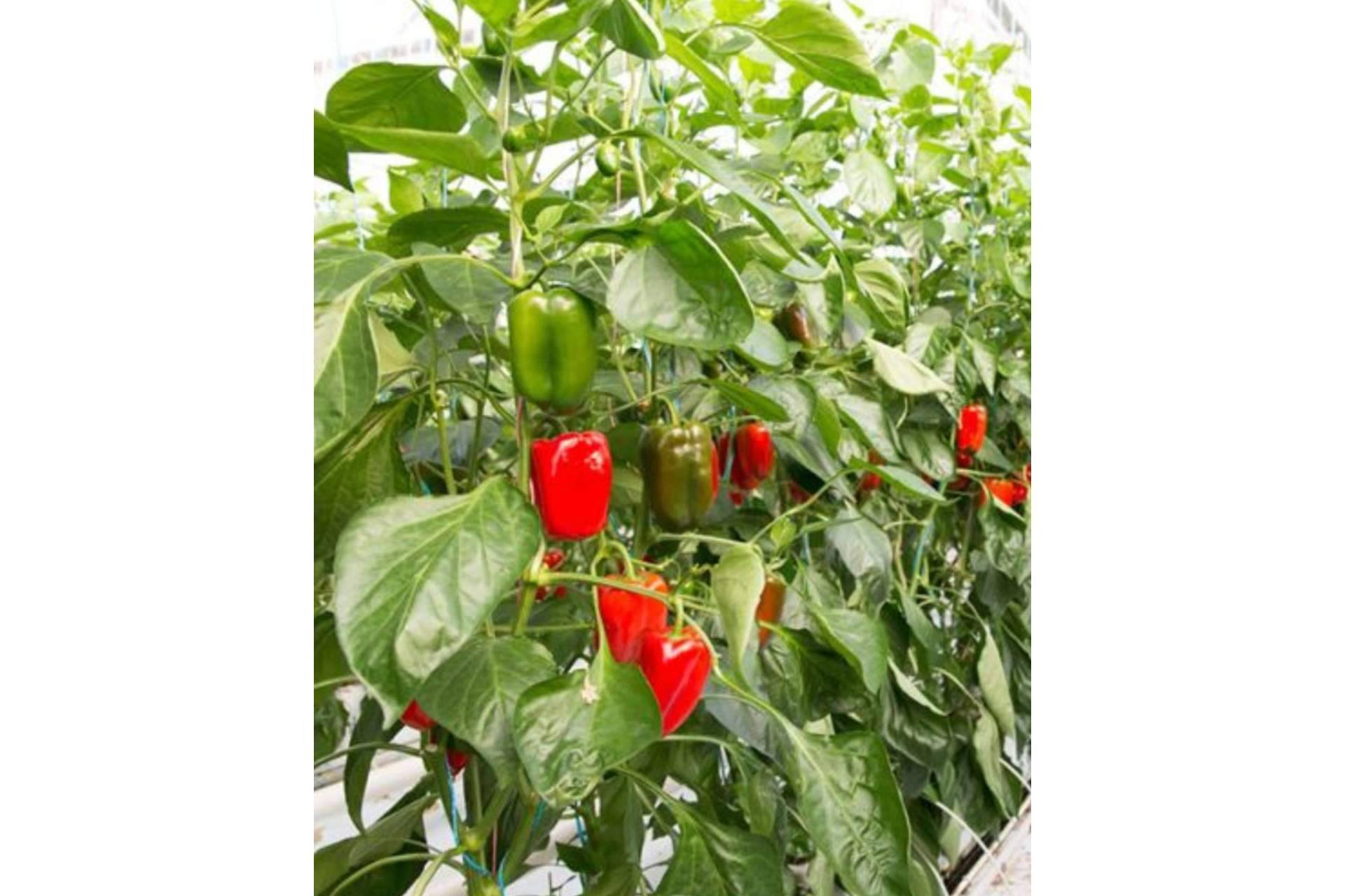 ¿Cómo cultivar hortalizas con bolsas de cultivo? Los consejos fundamentales de Pelemix
