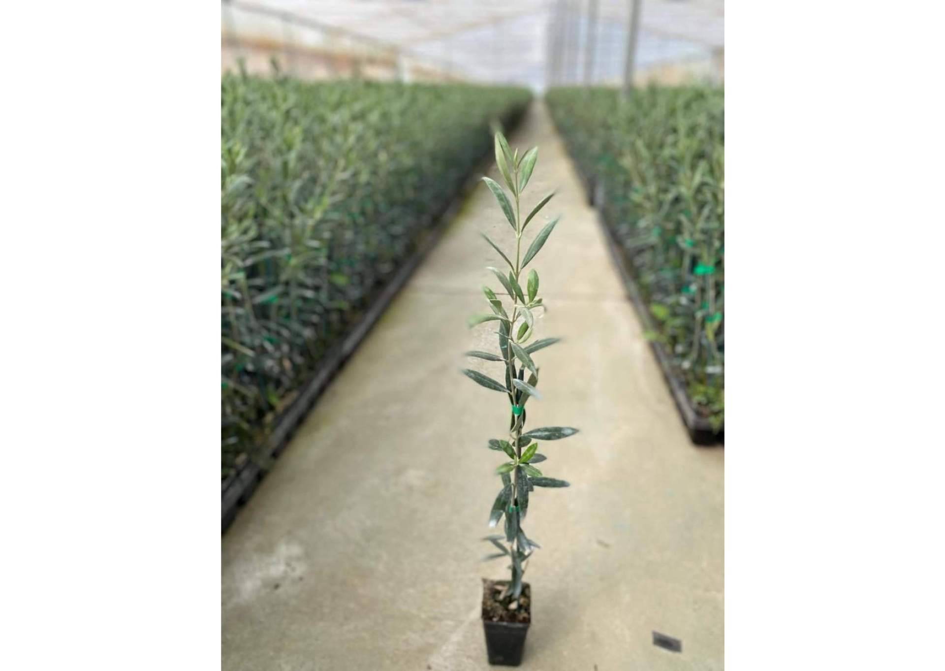 La excelencia en la venta de olivos. Comex Bodión, el socio para un olivar próspero