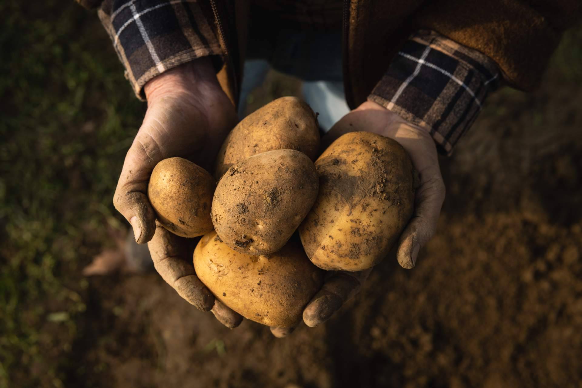 Patatas Yago permite disfrutar de las patatas gallegas en Barcelona