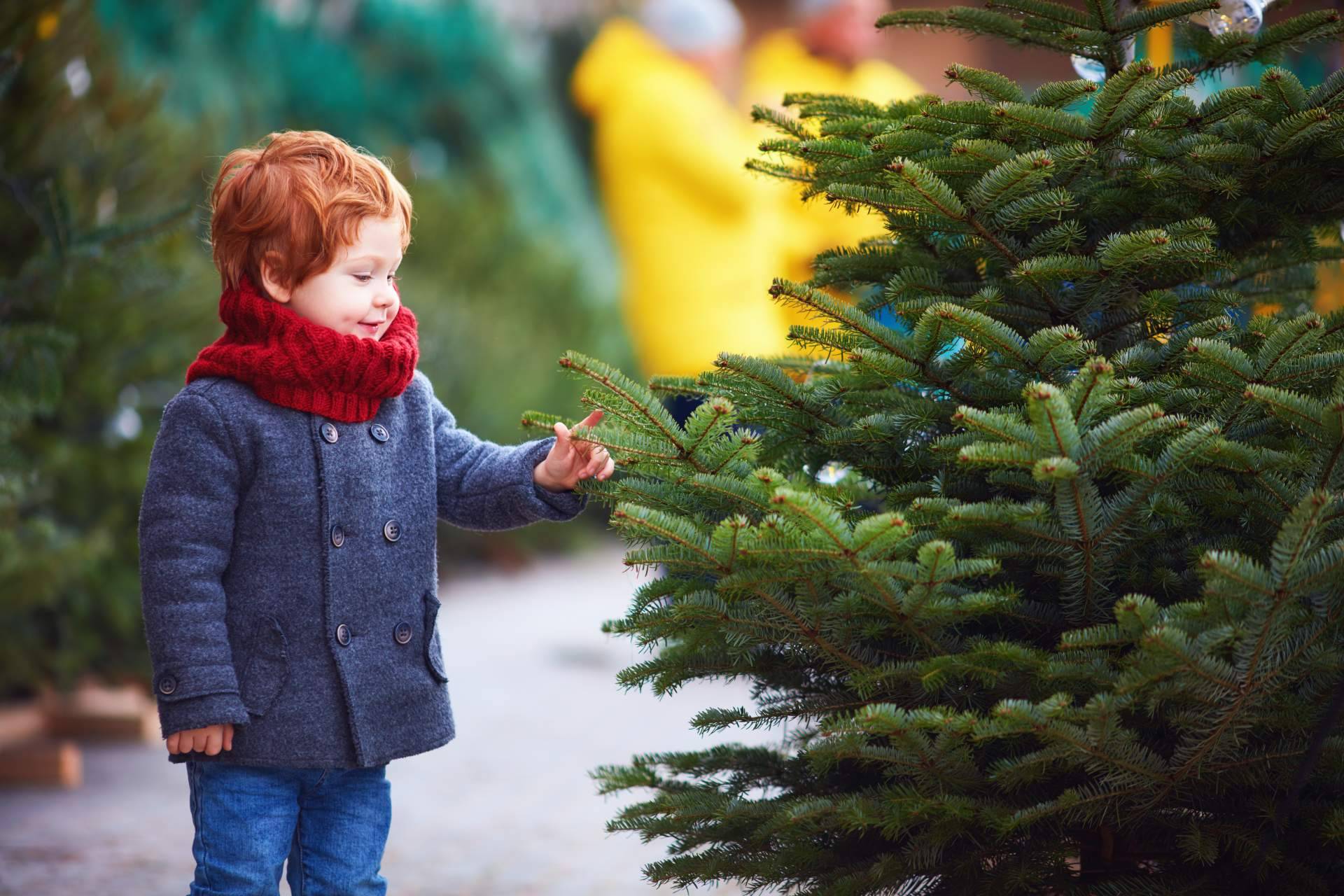 ¿Dónde encontrar un servicio de entrega a domicilio de abetos para Navidad? Navet