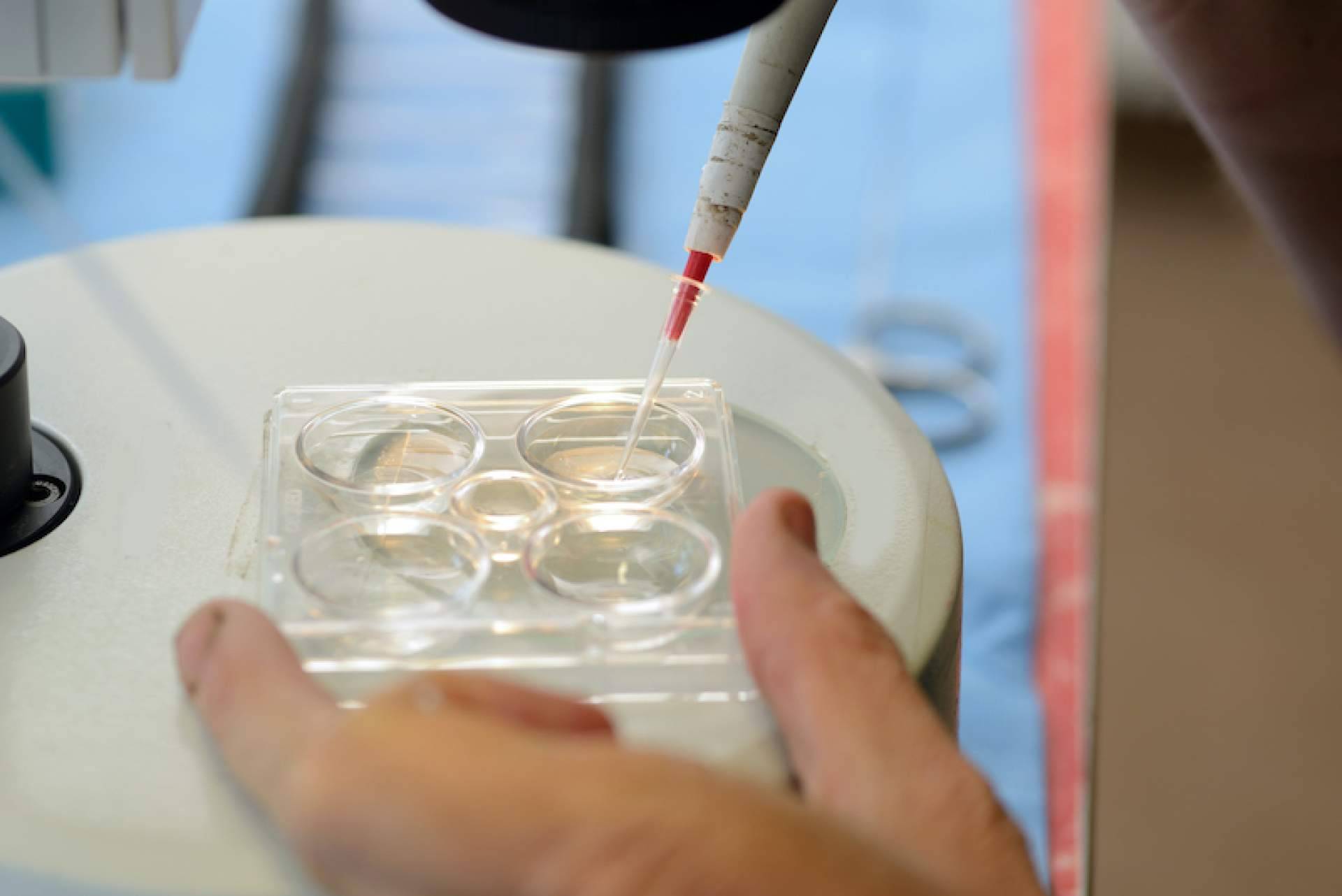 Clínica de Fertilidad Gaia realiza técnicas de reproducción asistida como inseminación artificial